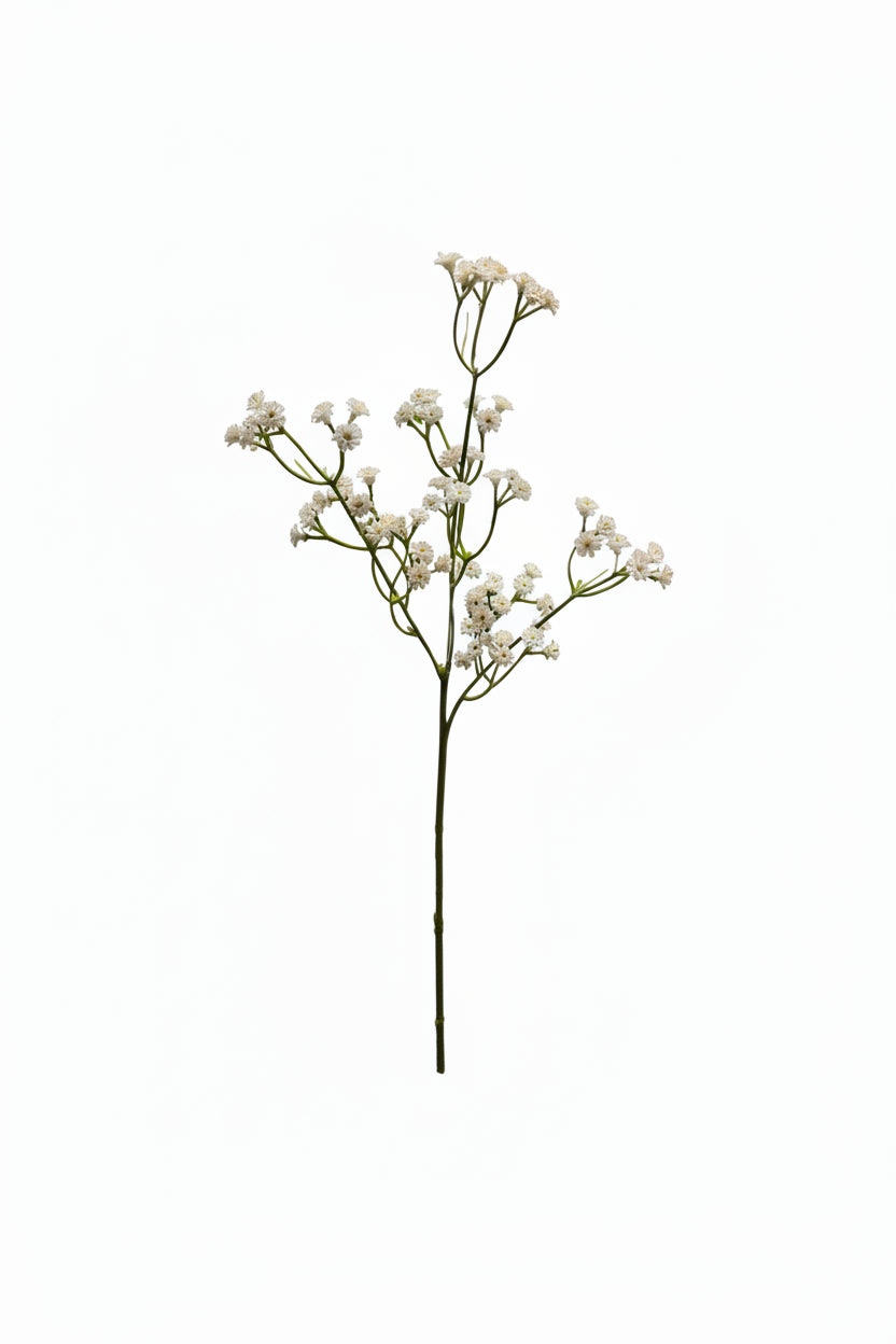 White Gypsophia (Baby's Breath) Stem