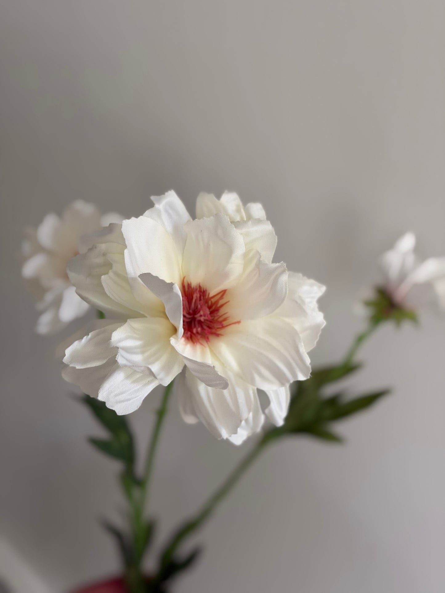 White Cosmo Spray