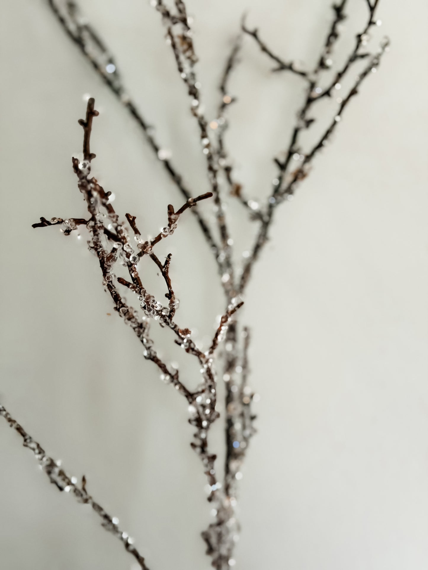 Iced Branch