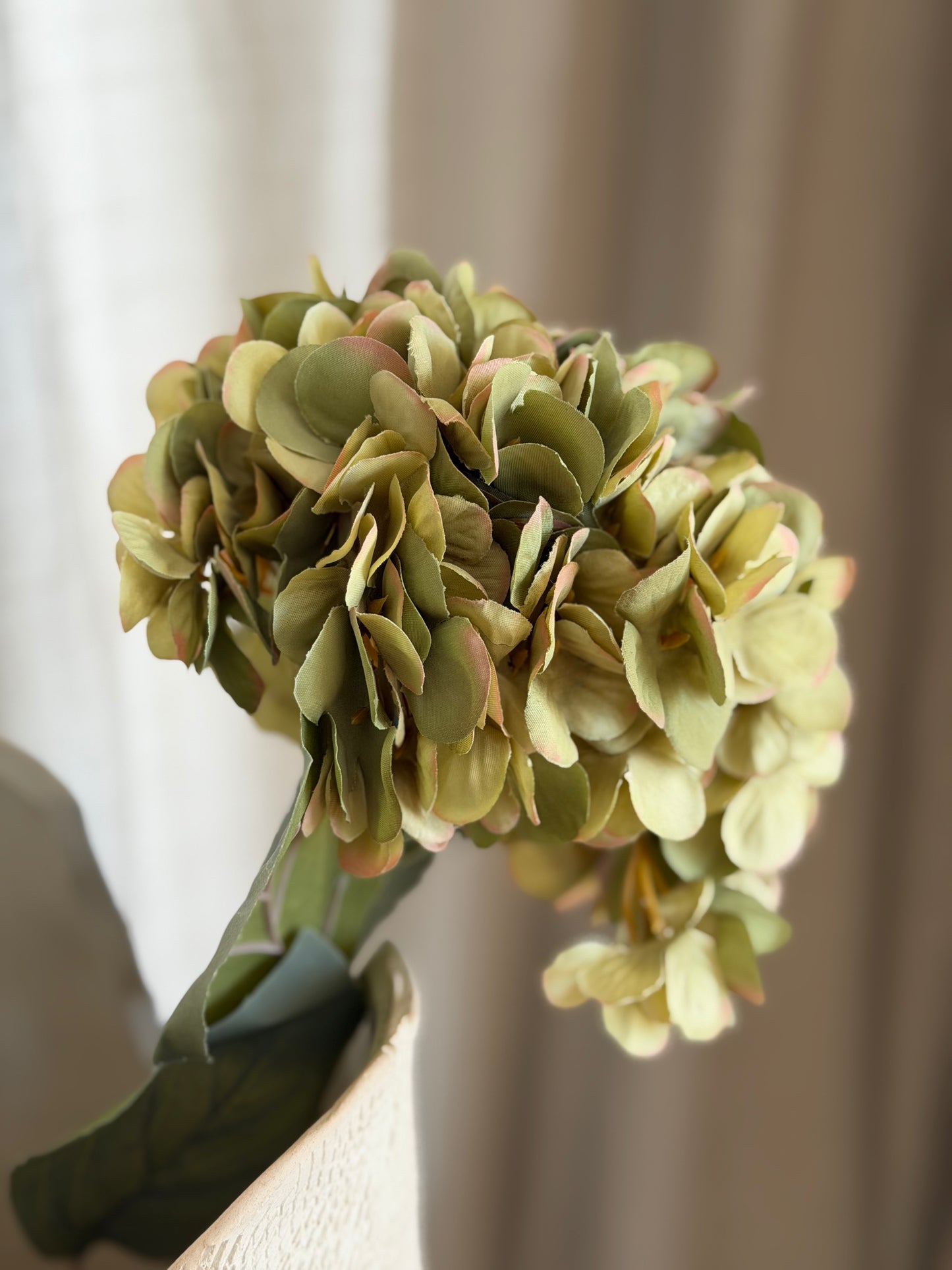Faded Green Hydrangea Stem