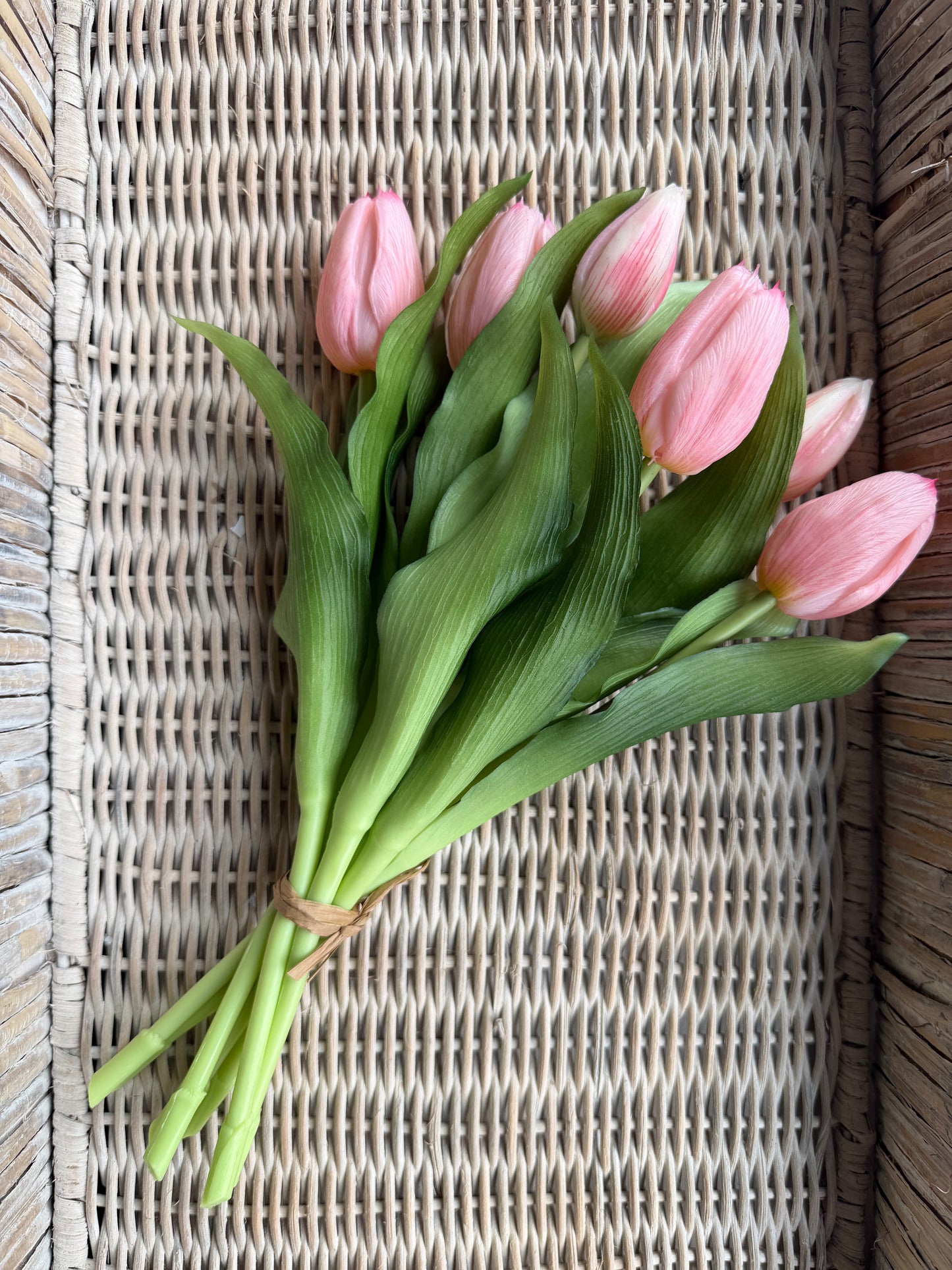 Light Pink Formosa Tulip Bundle-12”