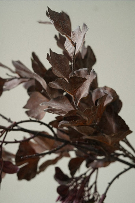 Dark Brown Purple Autumn Leaves Branch