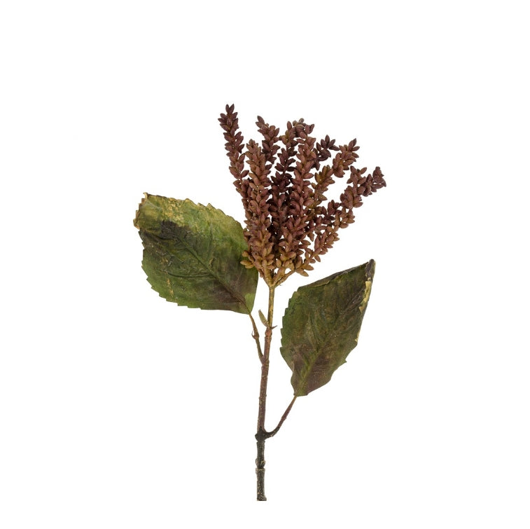 Burgundy Dripping Seed Stem