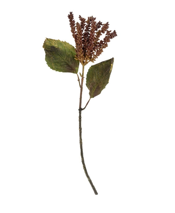 Burgundy Dripping Seed Stem