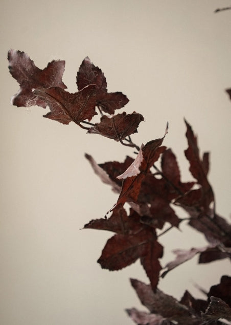 Burgundy Maple Leaf Branch