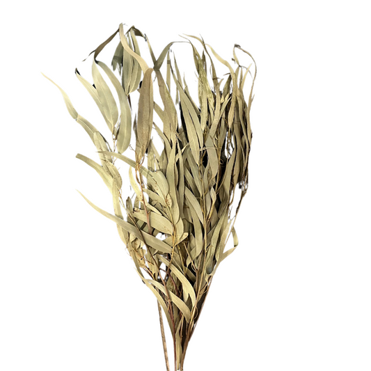 Dried Willow Eucalyptus- Natural