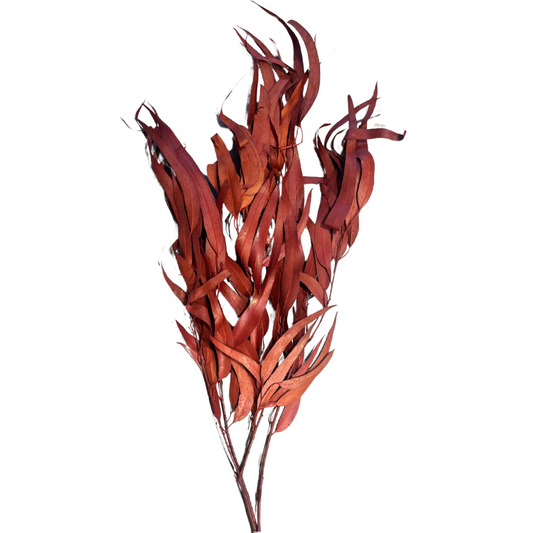 Dried Willow Eucalyptus-Burnt Red