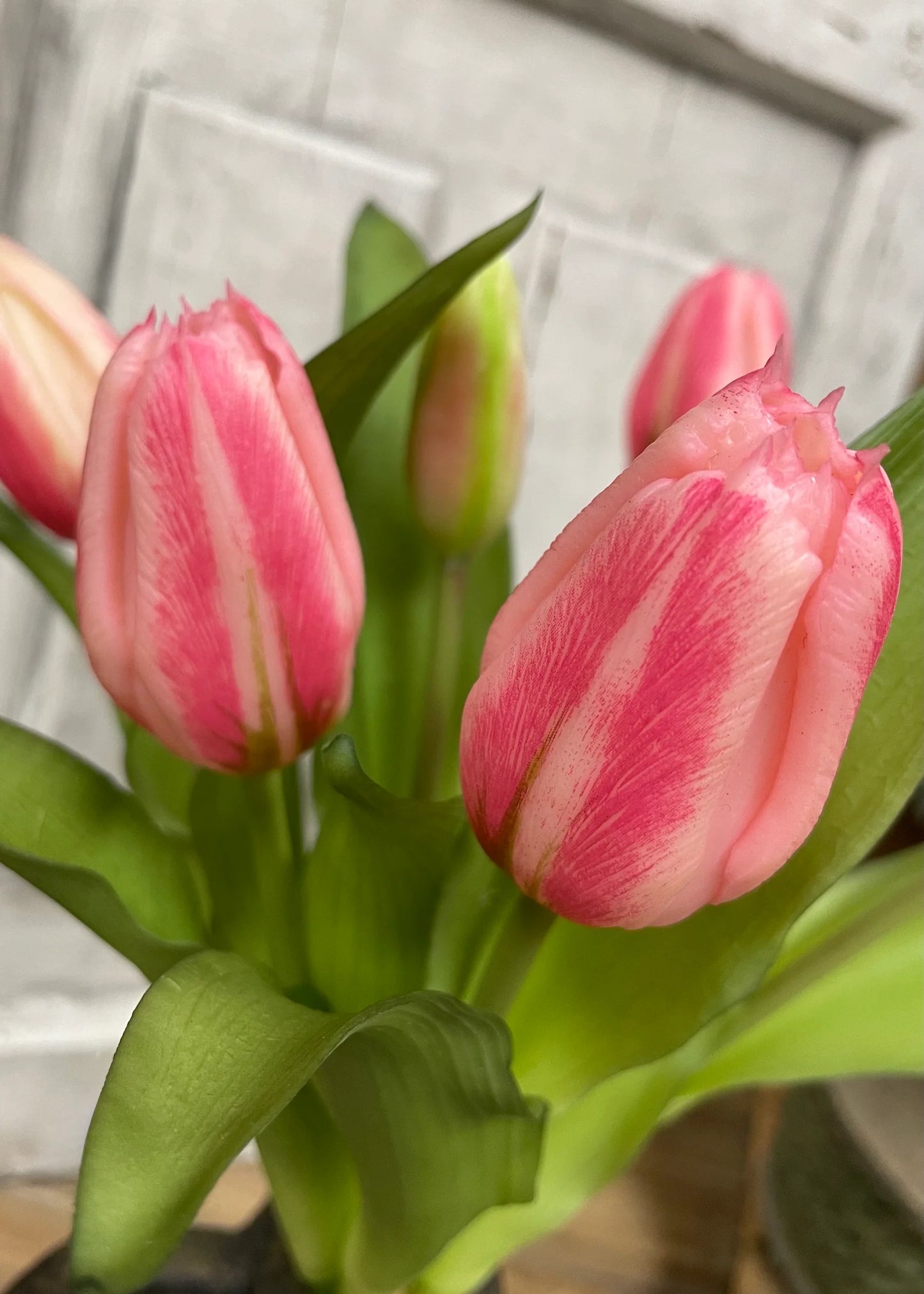Pink Cotton Candy Formosa Tulip Bundle-12”