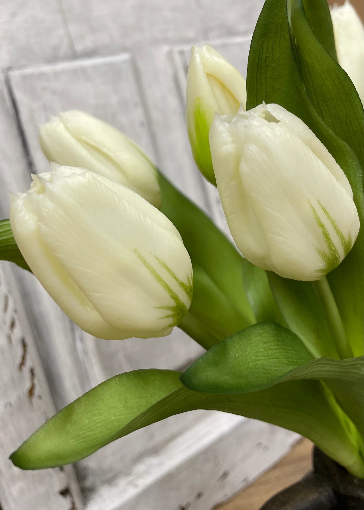 White Formosa Tulip Bundle-12”