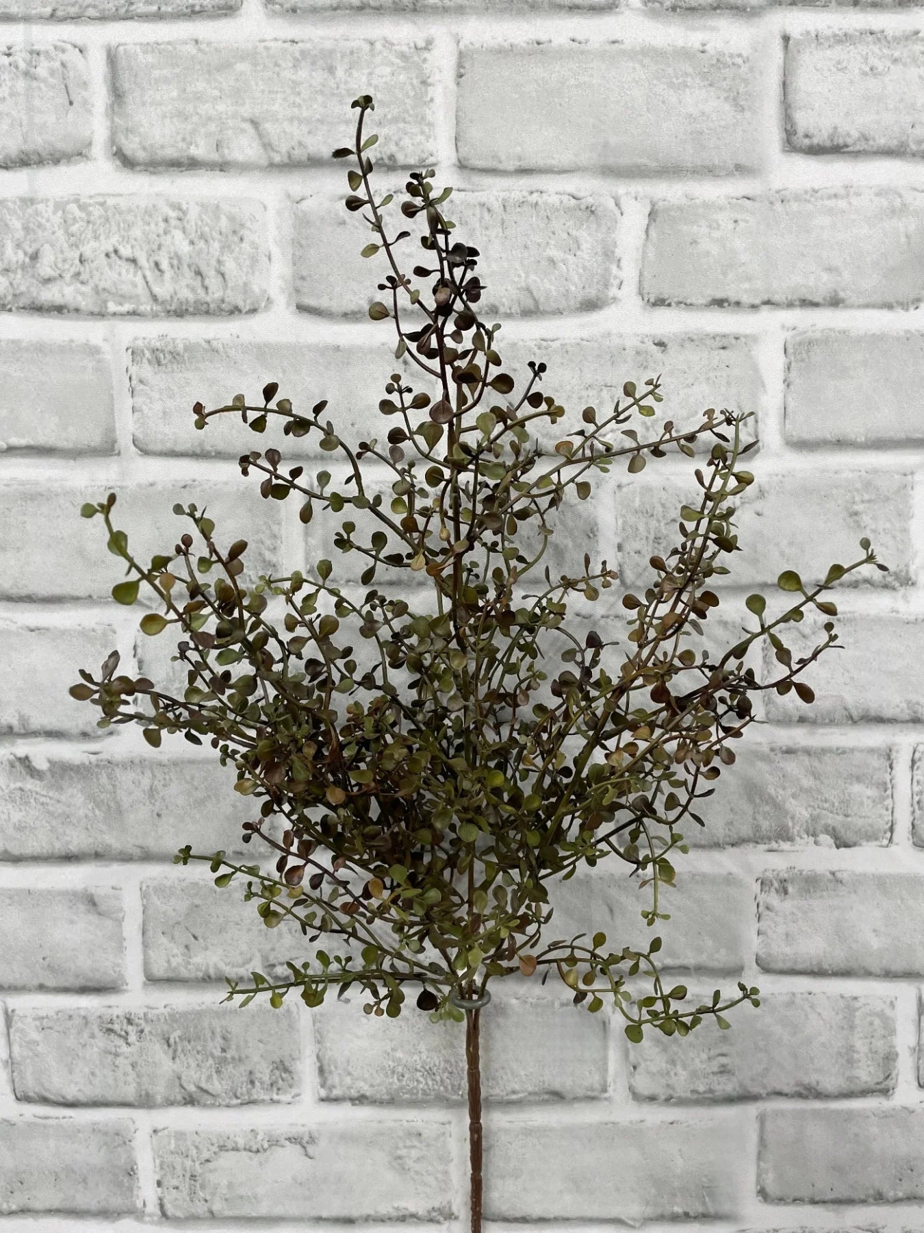 Green Baby Tears Bush-20"