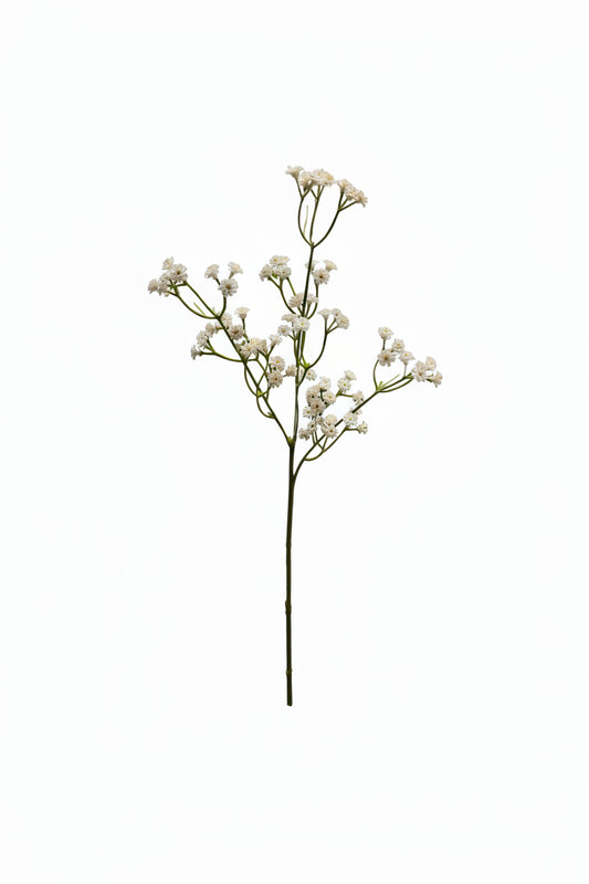 White Gypsophia (Baby's Breath) Stem