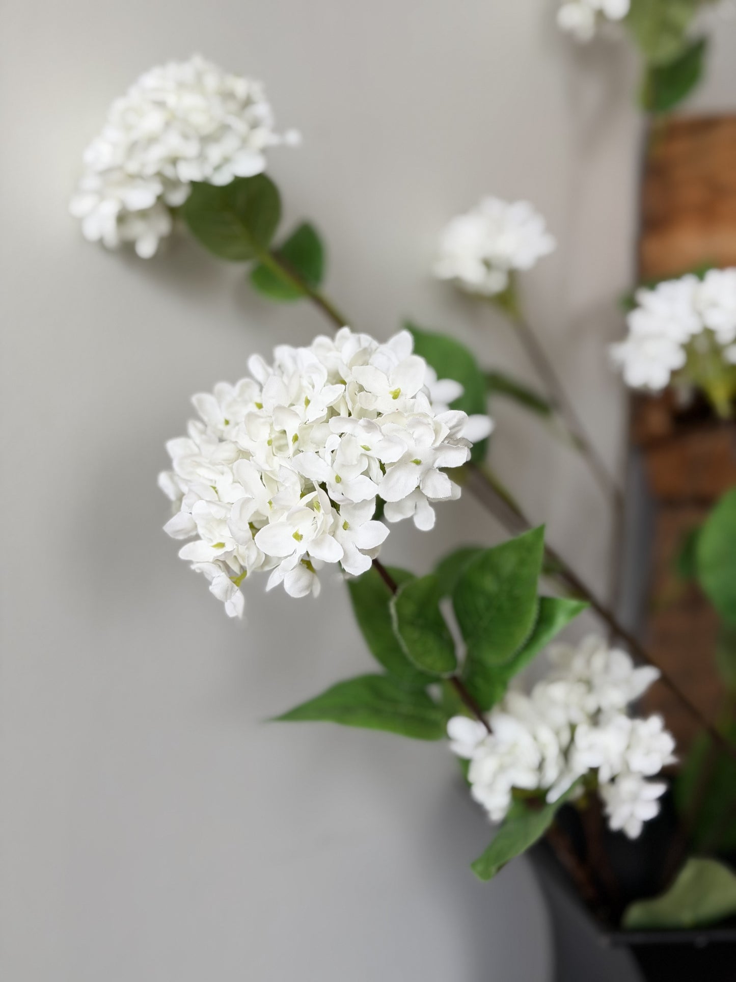 White Snowball Hydrangrea Branch