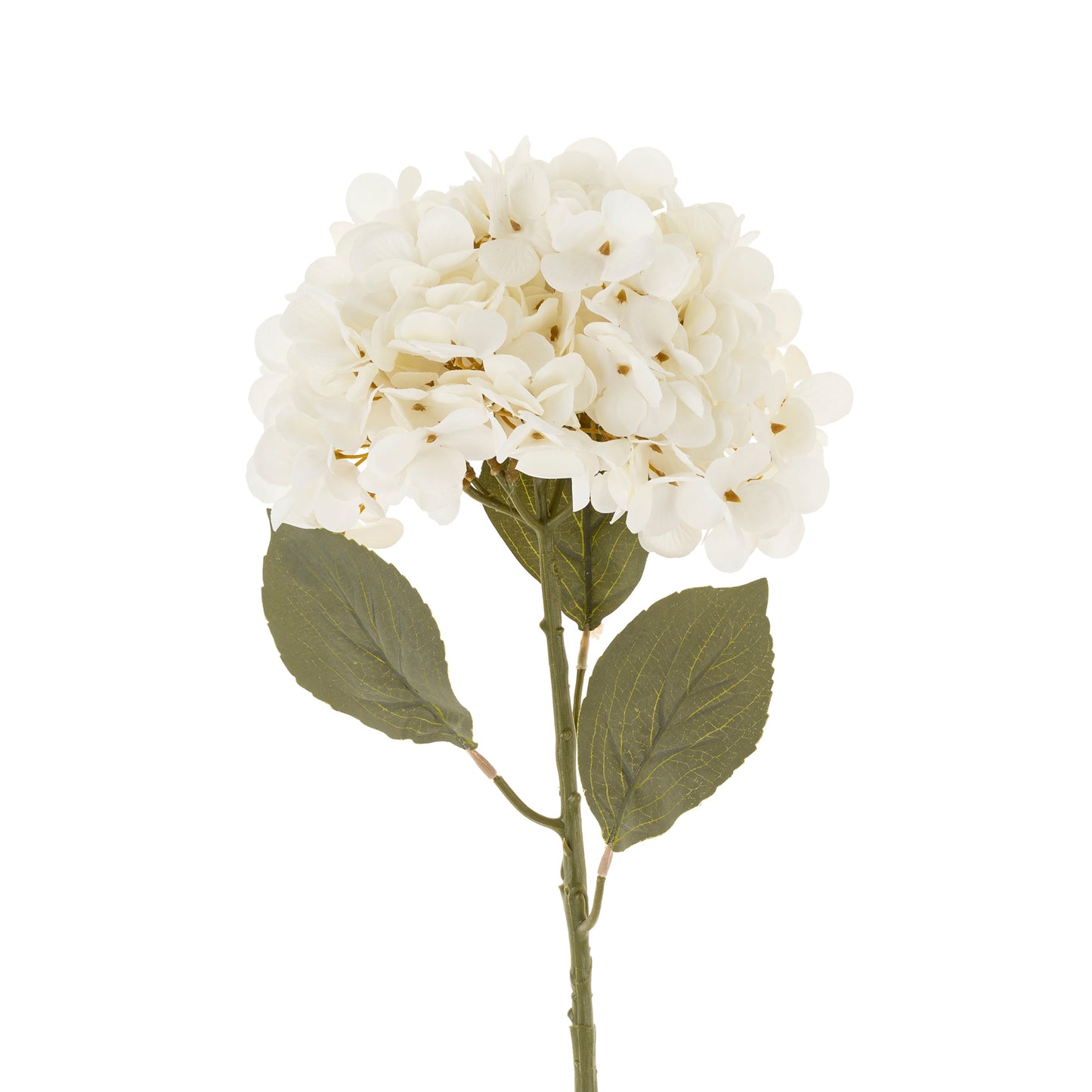 White Hydrangea Stem