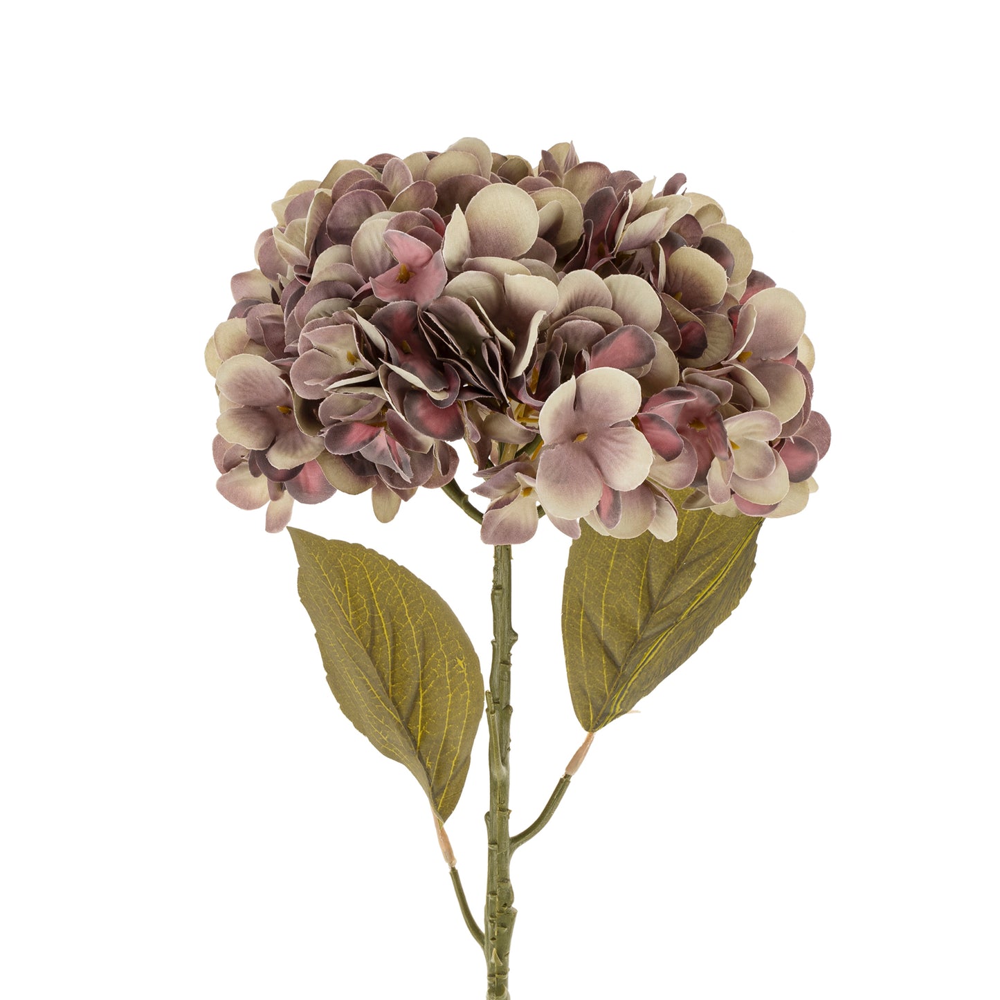 Purple Hydrangea Stem