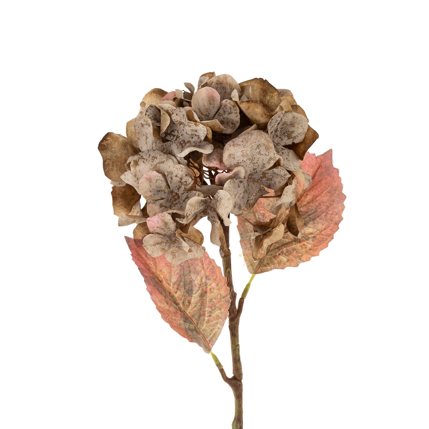 Faded Grey Hydrangea Stem