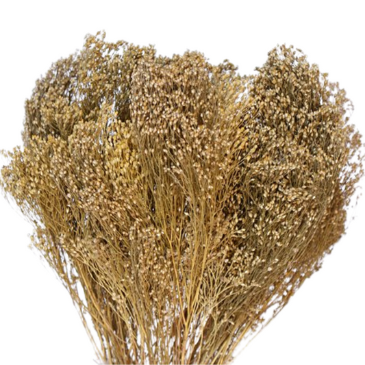 Natural Broom Bloom Bundle