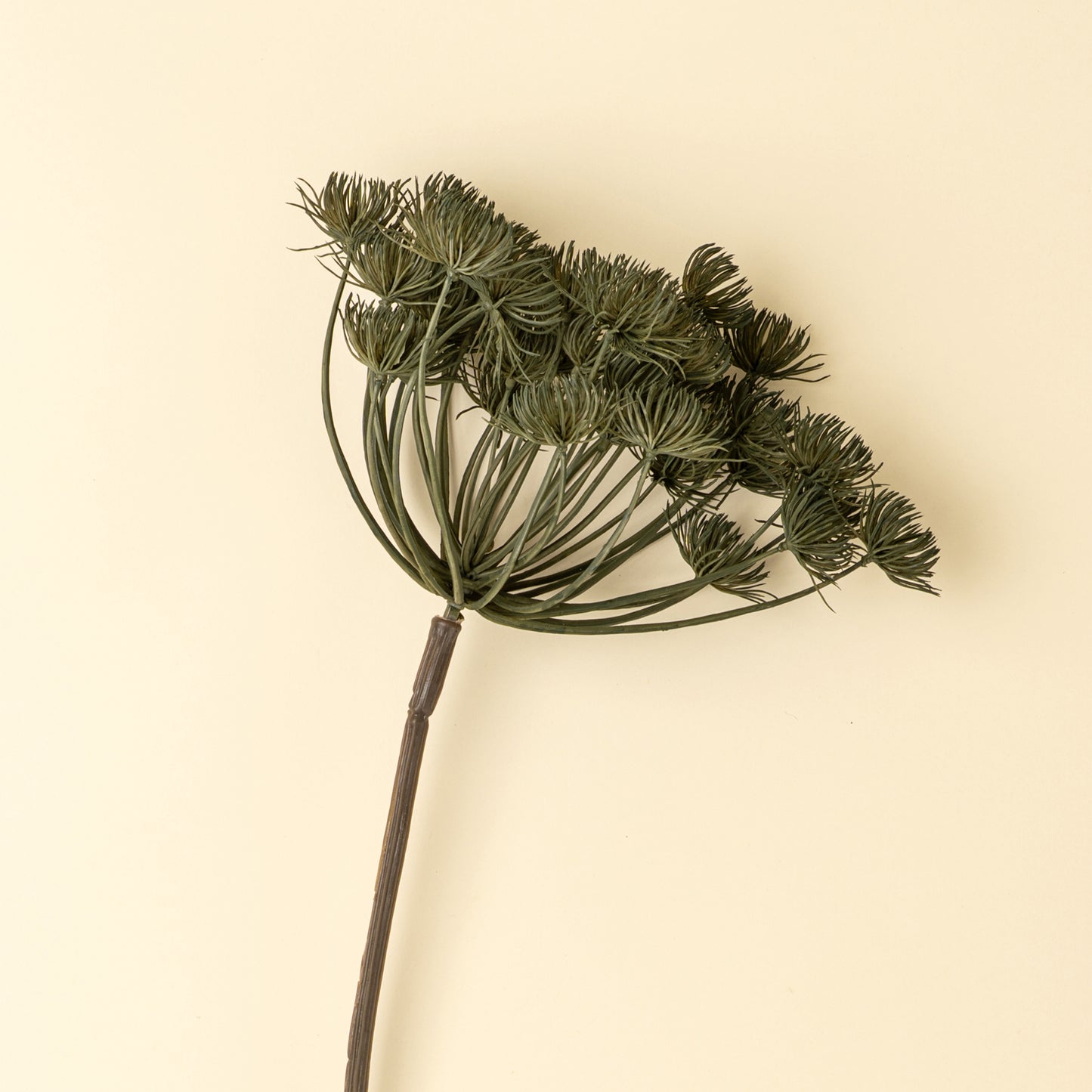 Green Wild Angelica Stem