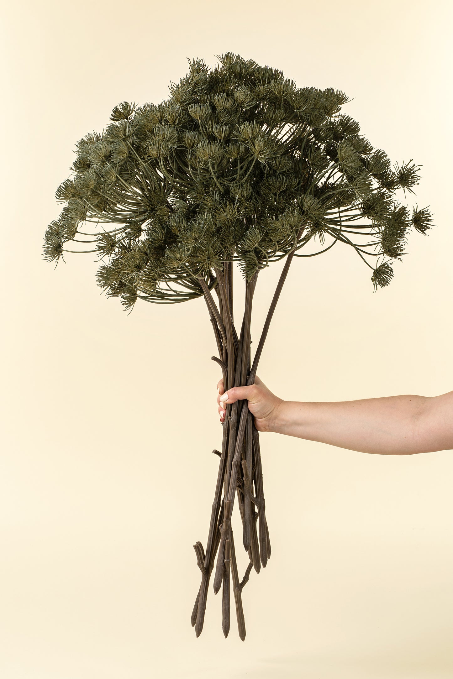 Green Wild Angelica Stem