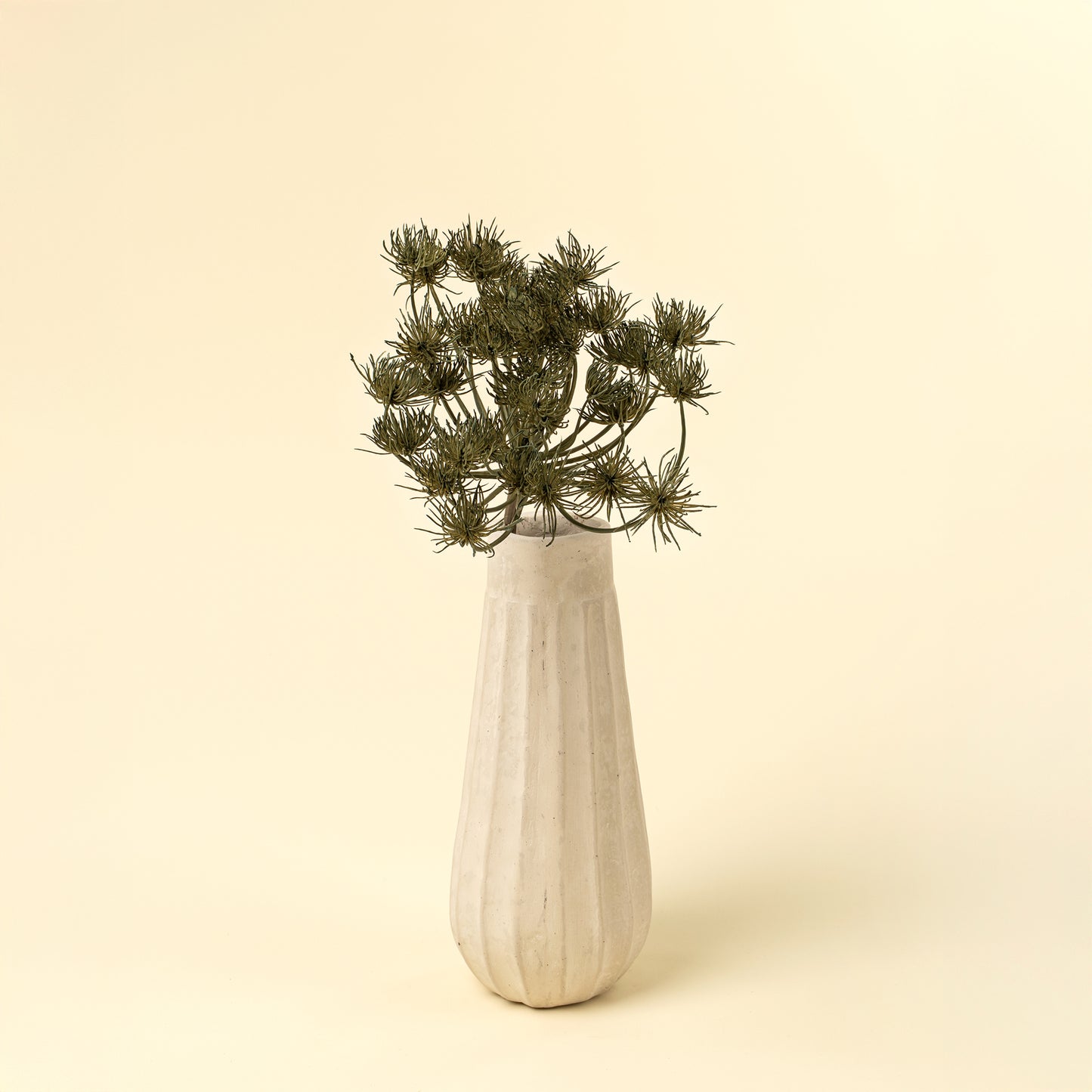 Green Wild Angelica Stem