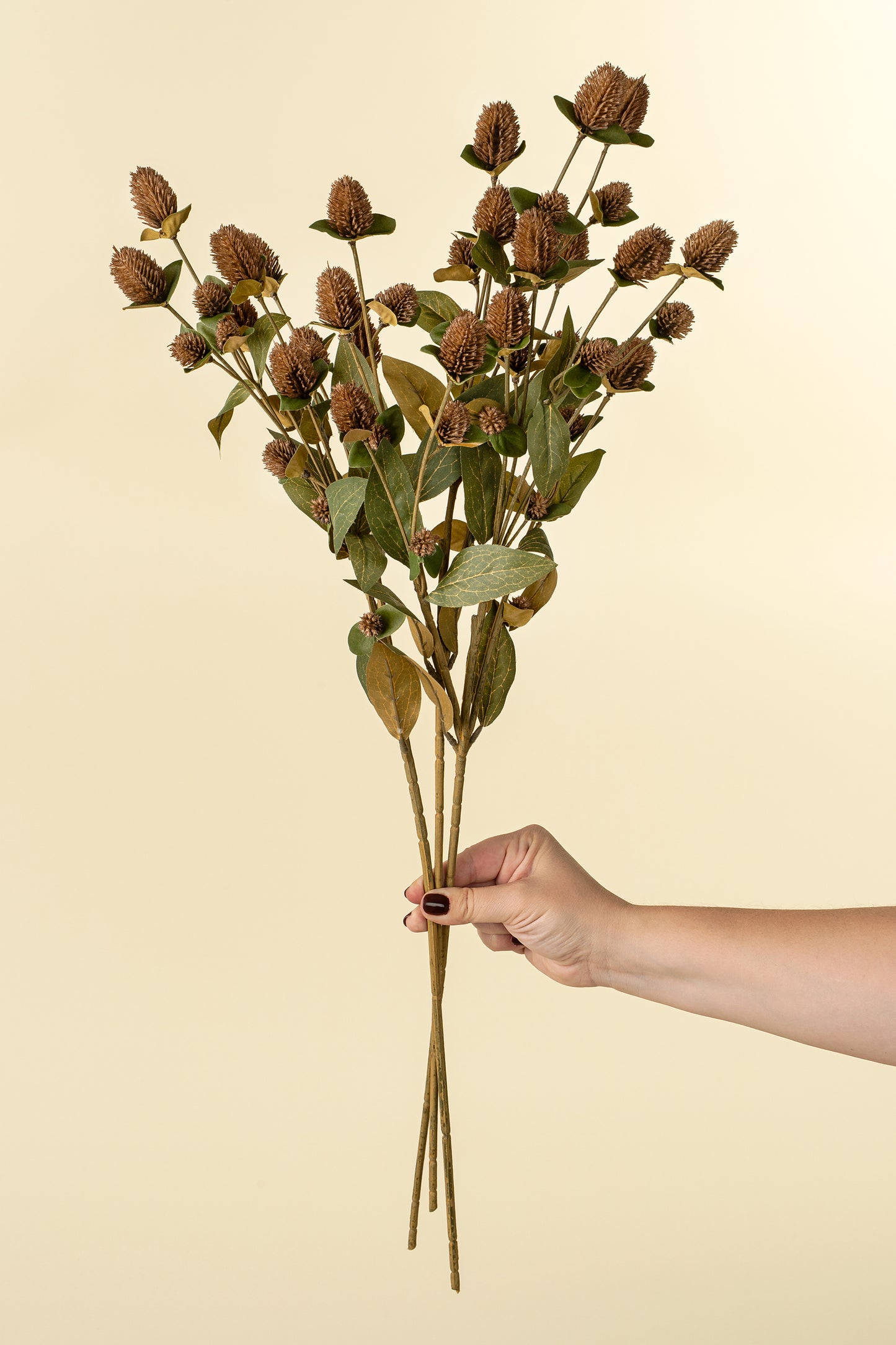 Brown Globe Amaranth Spray- Best Seller