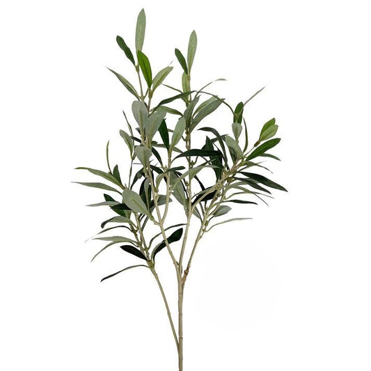 Olive Leaf Stem