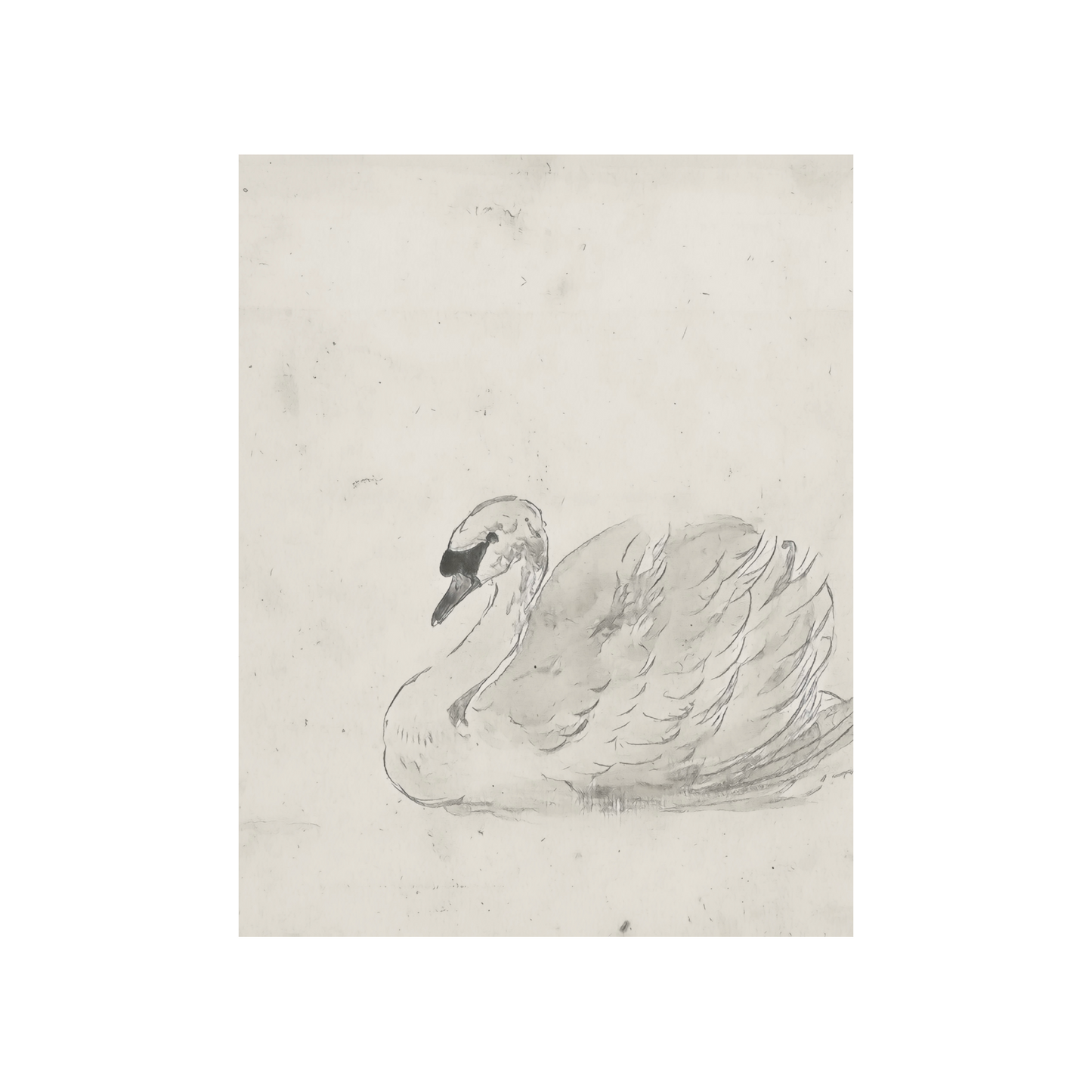 Swan Sketch Vintage Art Print (no frame)