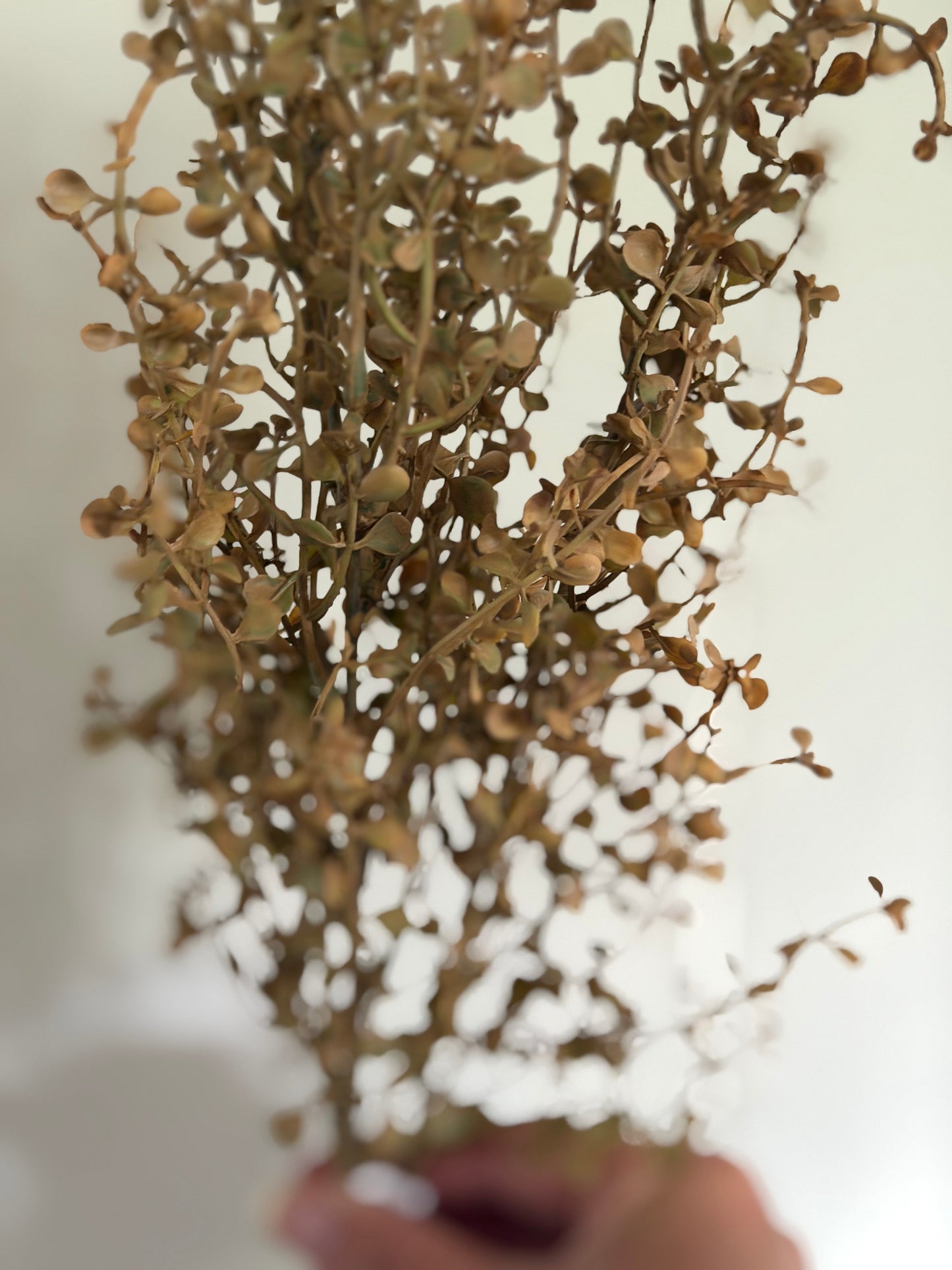 Fall Cream Baby Tears Bush-20"