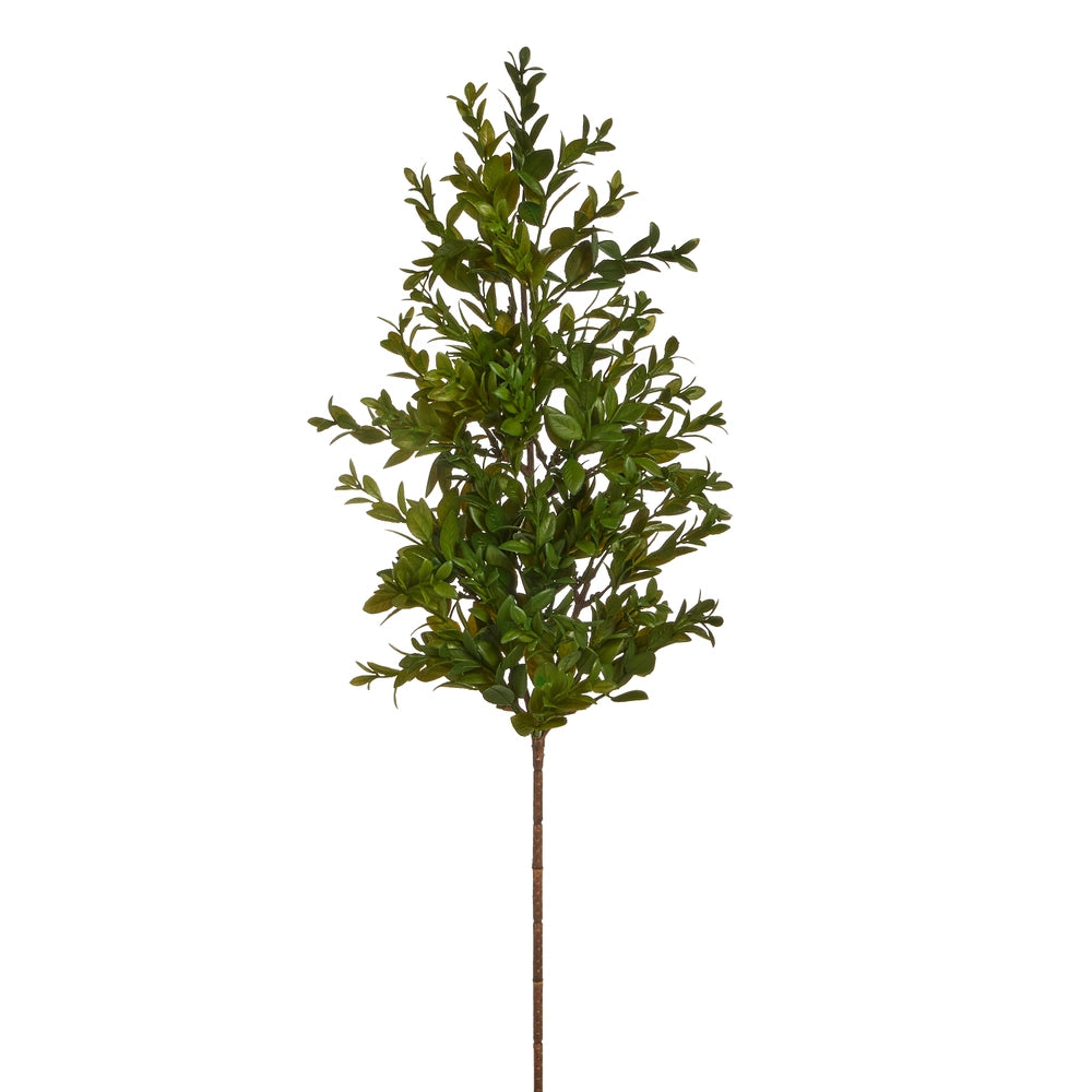 Boxwood Branch