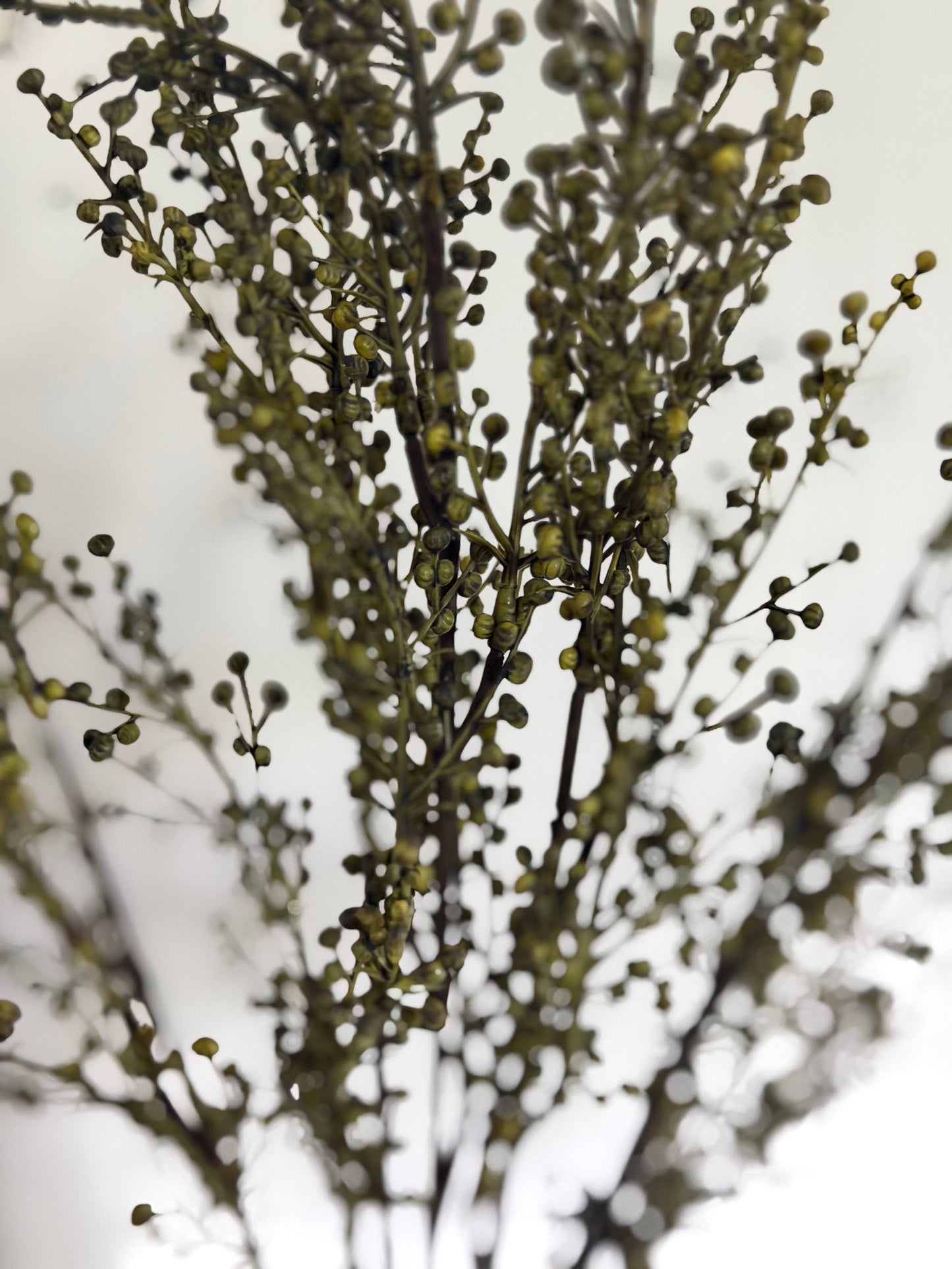 Green Pepperberries Bush 18"
