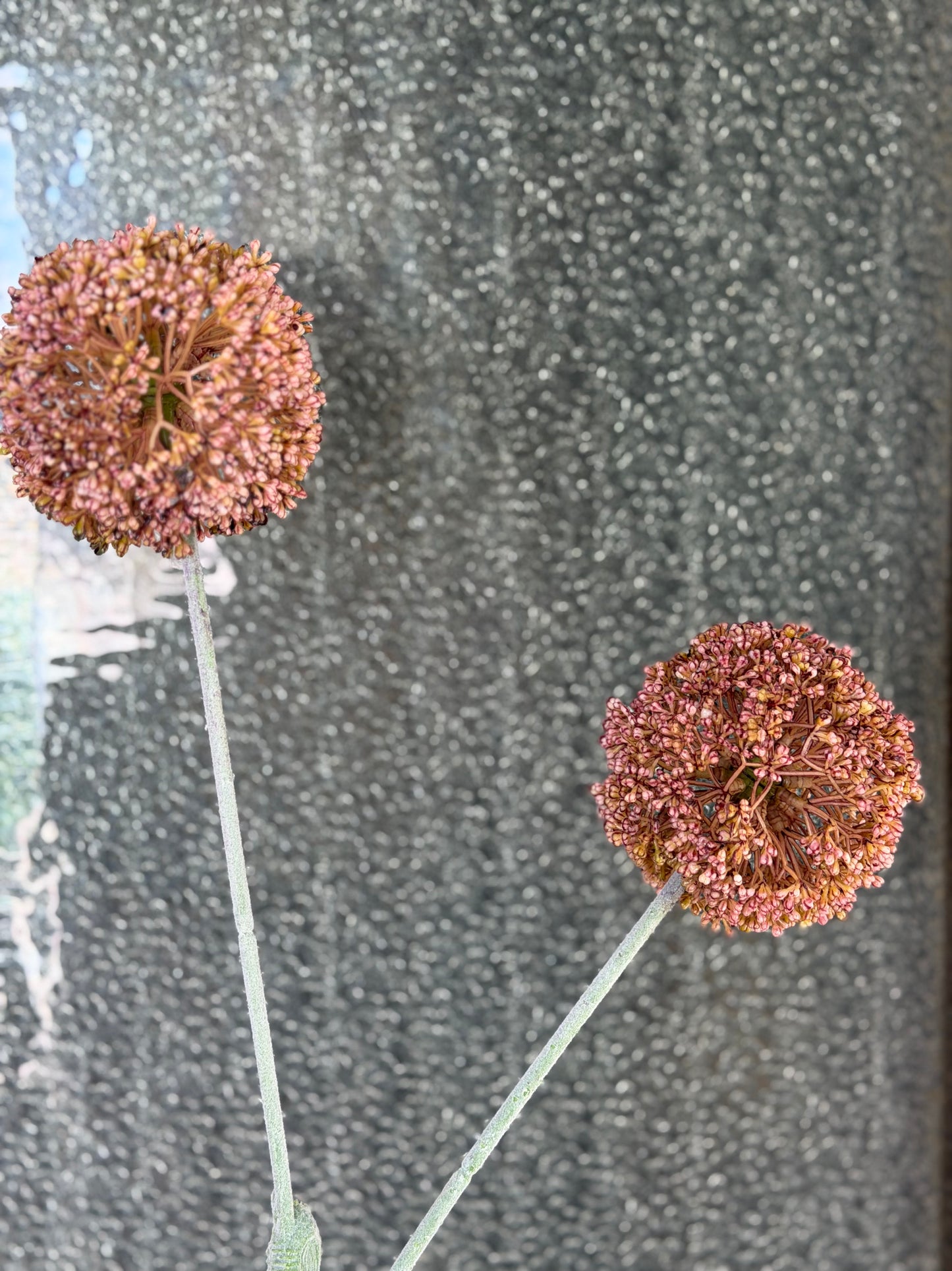 Mauve Allium Spray