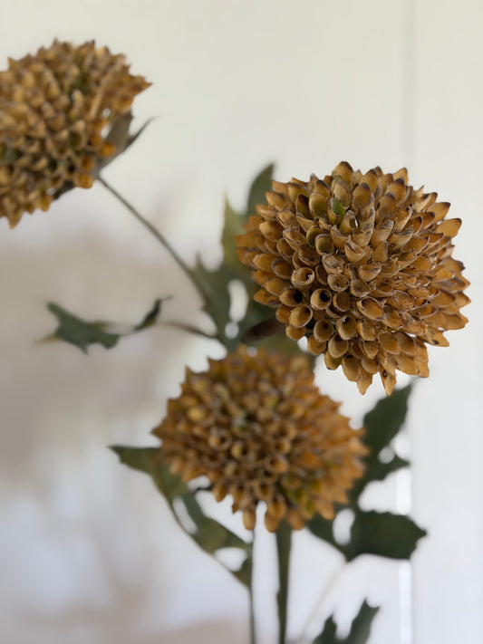 Brown Scabious Spray 26"