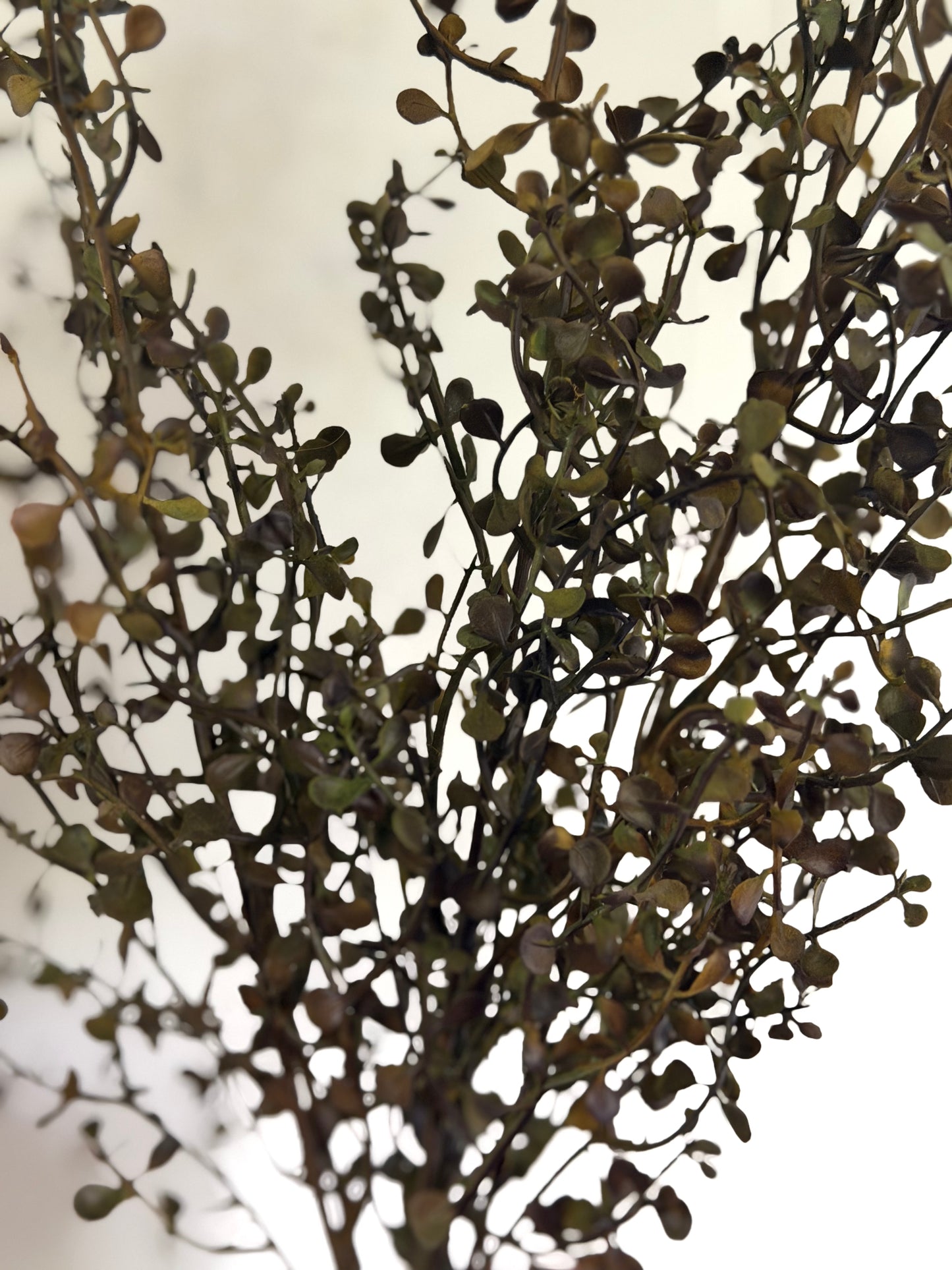 Green Baby Tears Bush-20"
