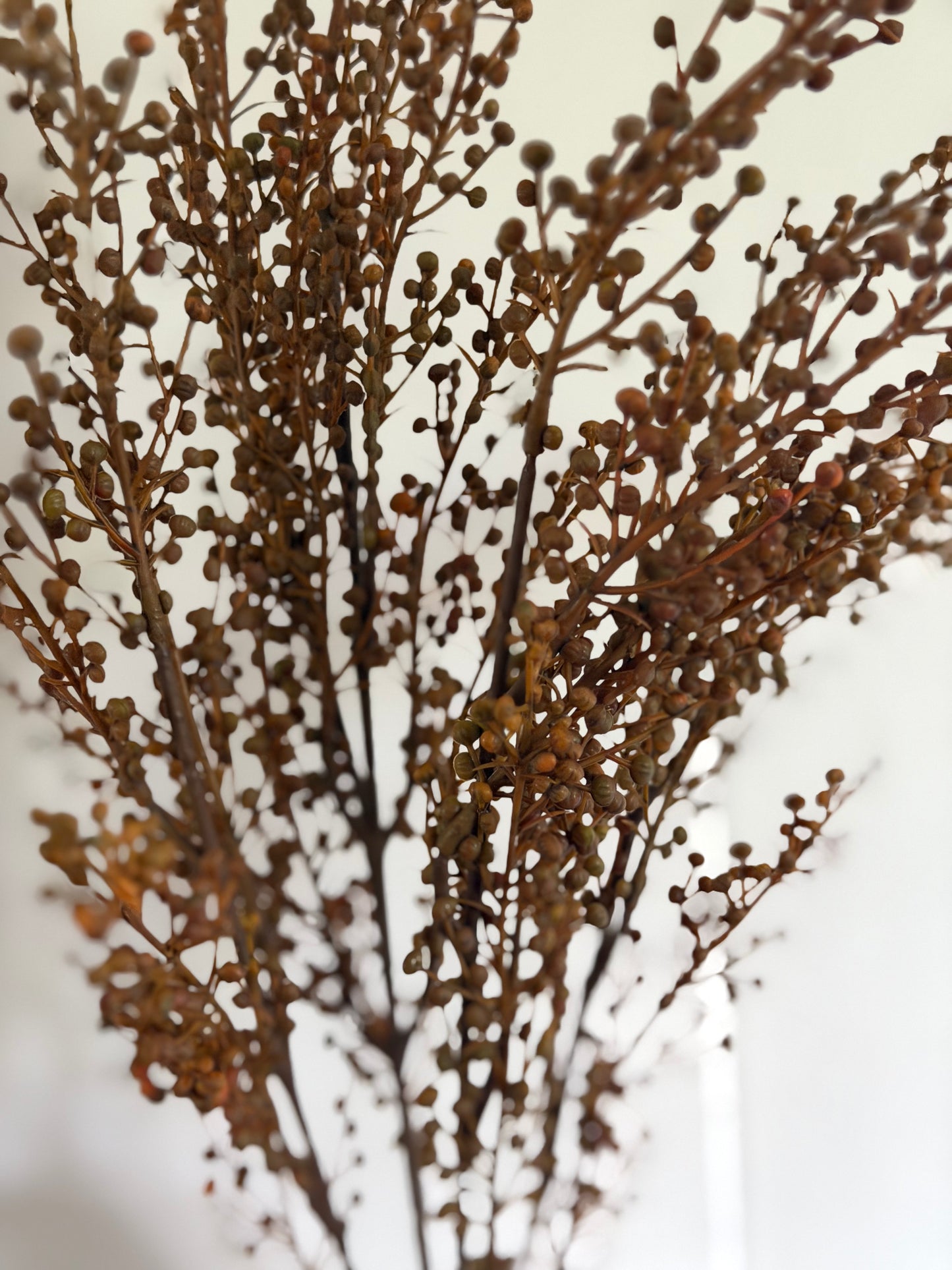 Brown Pepperberries Bush 18"