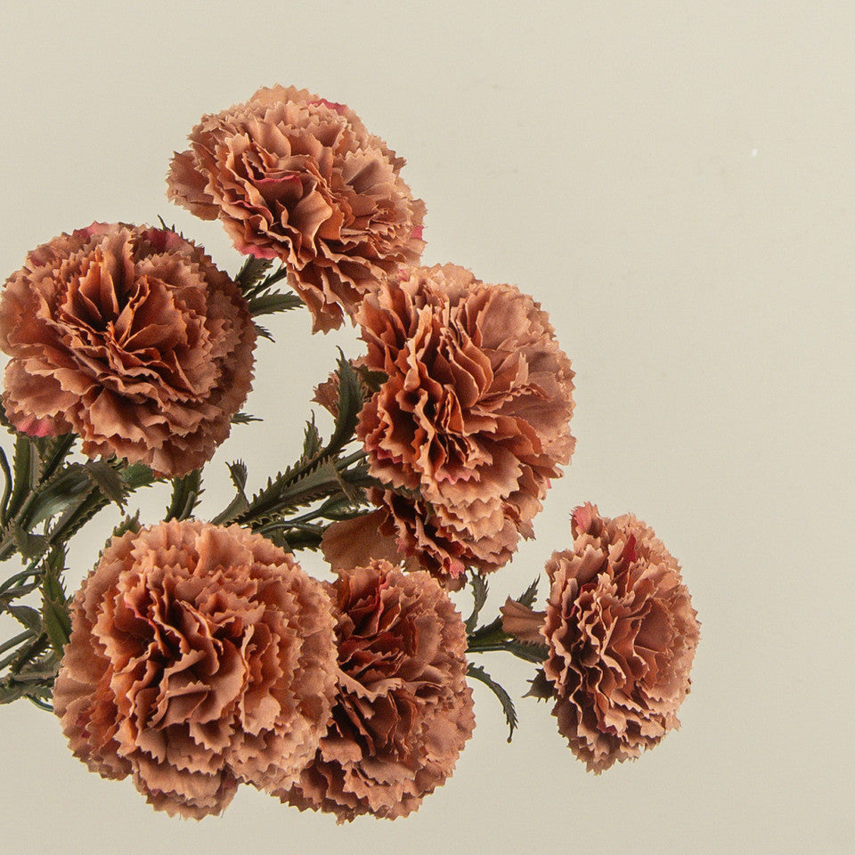 Carnation Spray- Terracotta