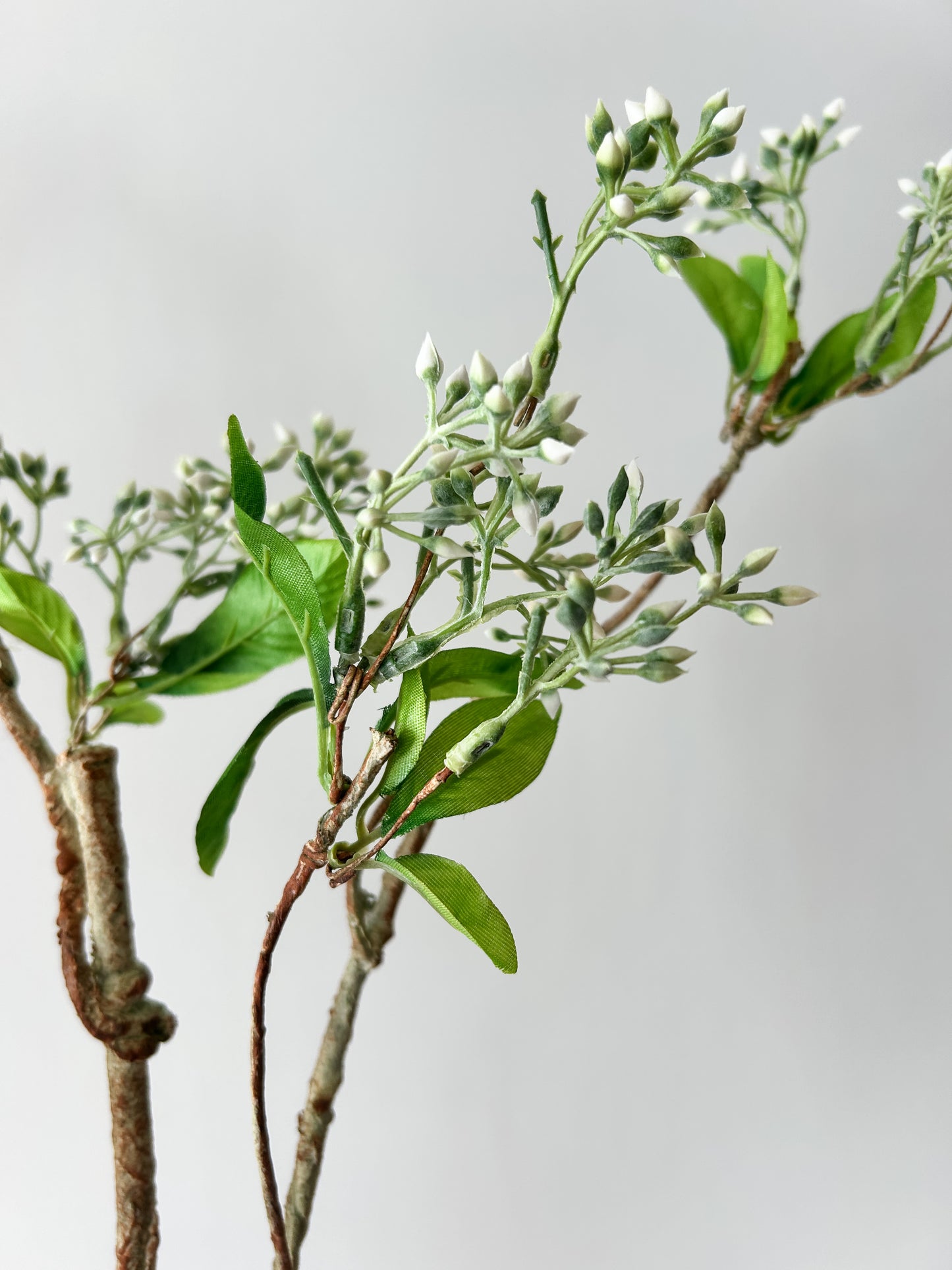 White Twig and Blossom Branch