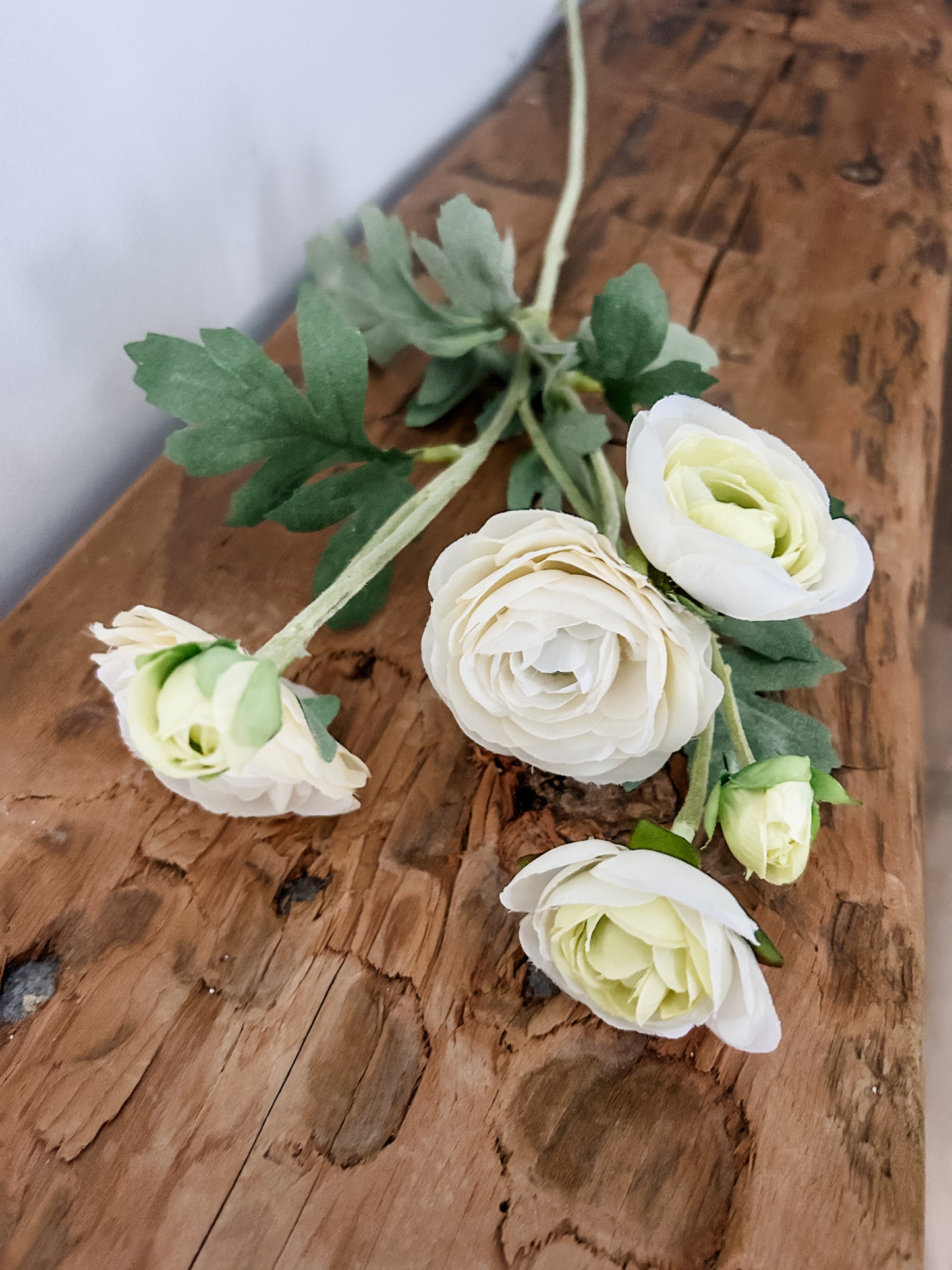 Cream Ranunculus Stem