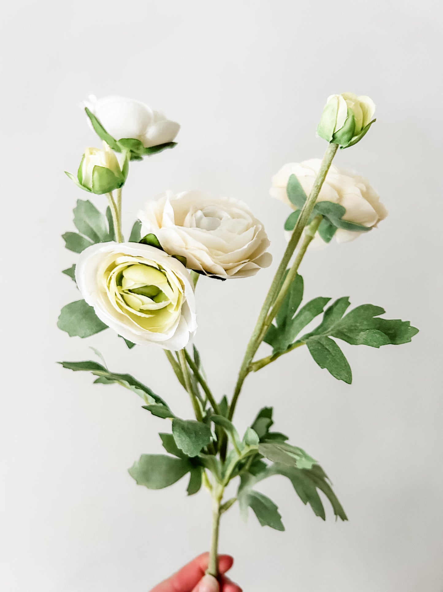 Cream Ranunculus Stem