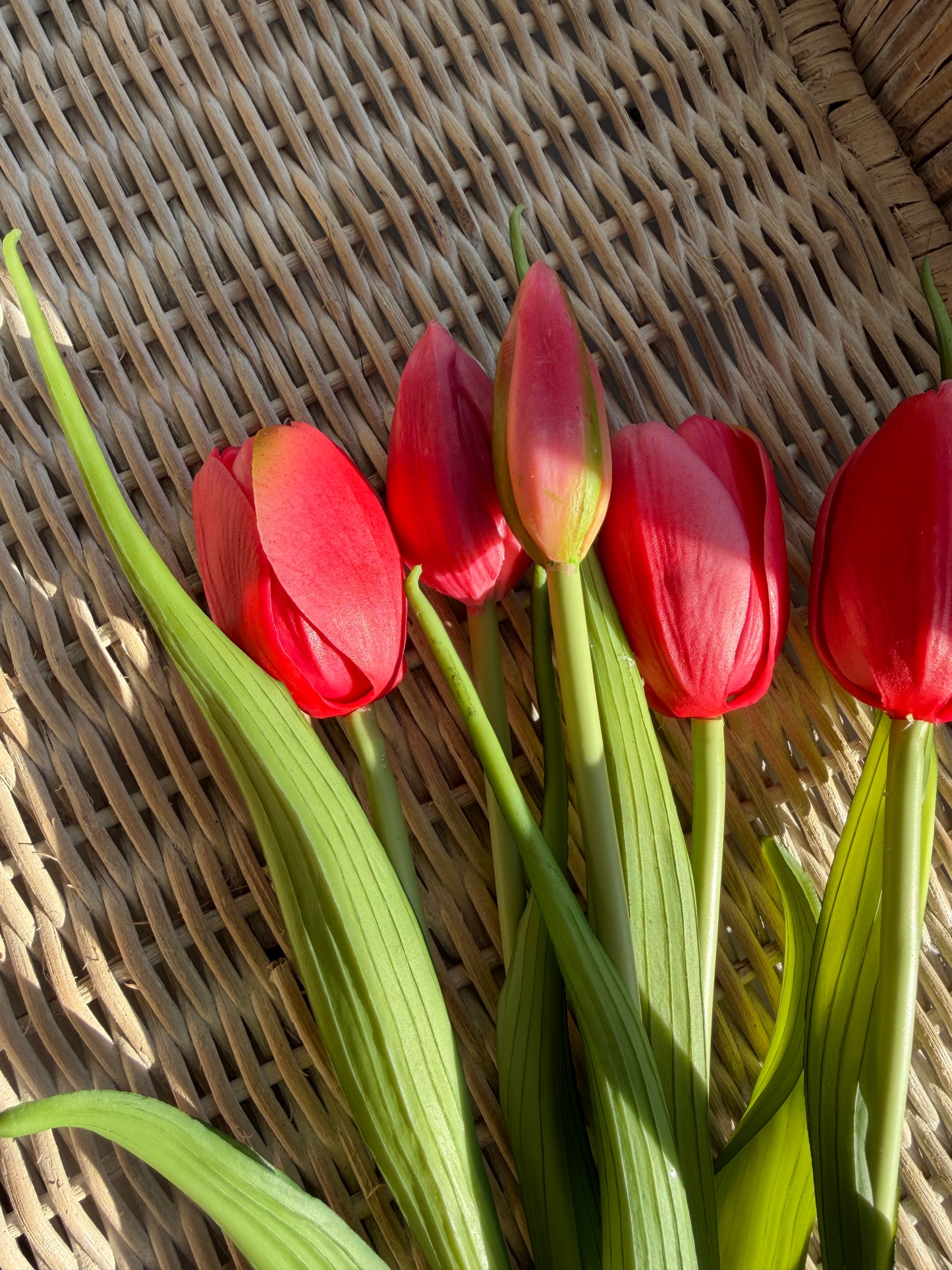 Deep Pink Large Dynasty Tulip