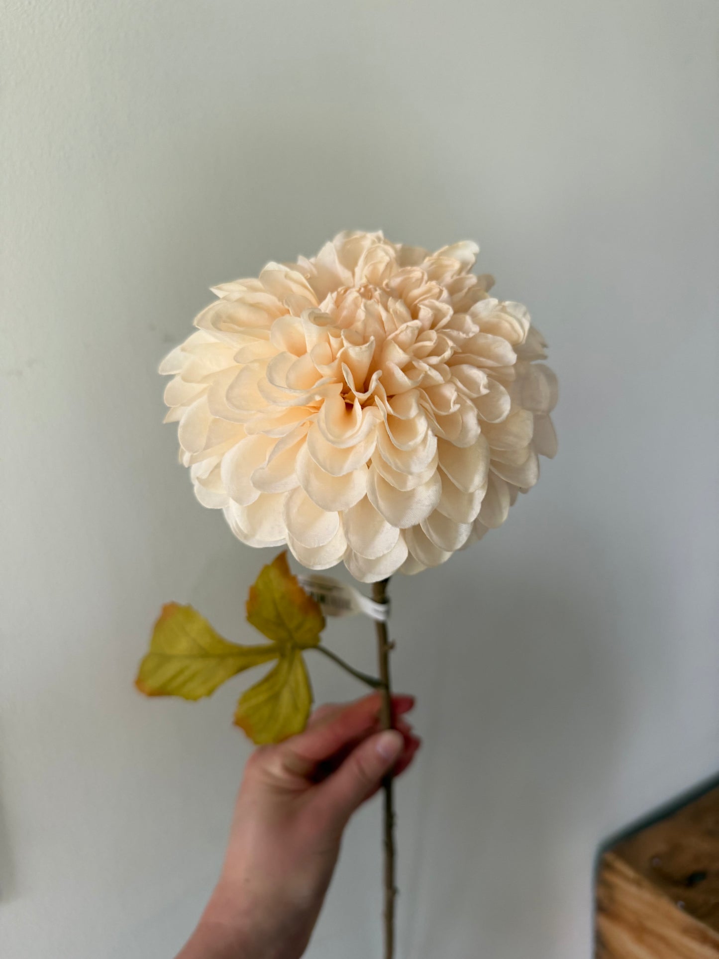 Dried Look Dahlia Stem- Cream