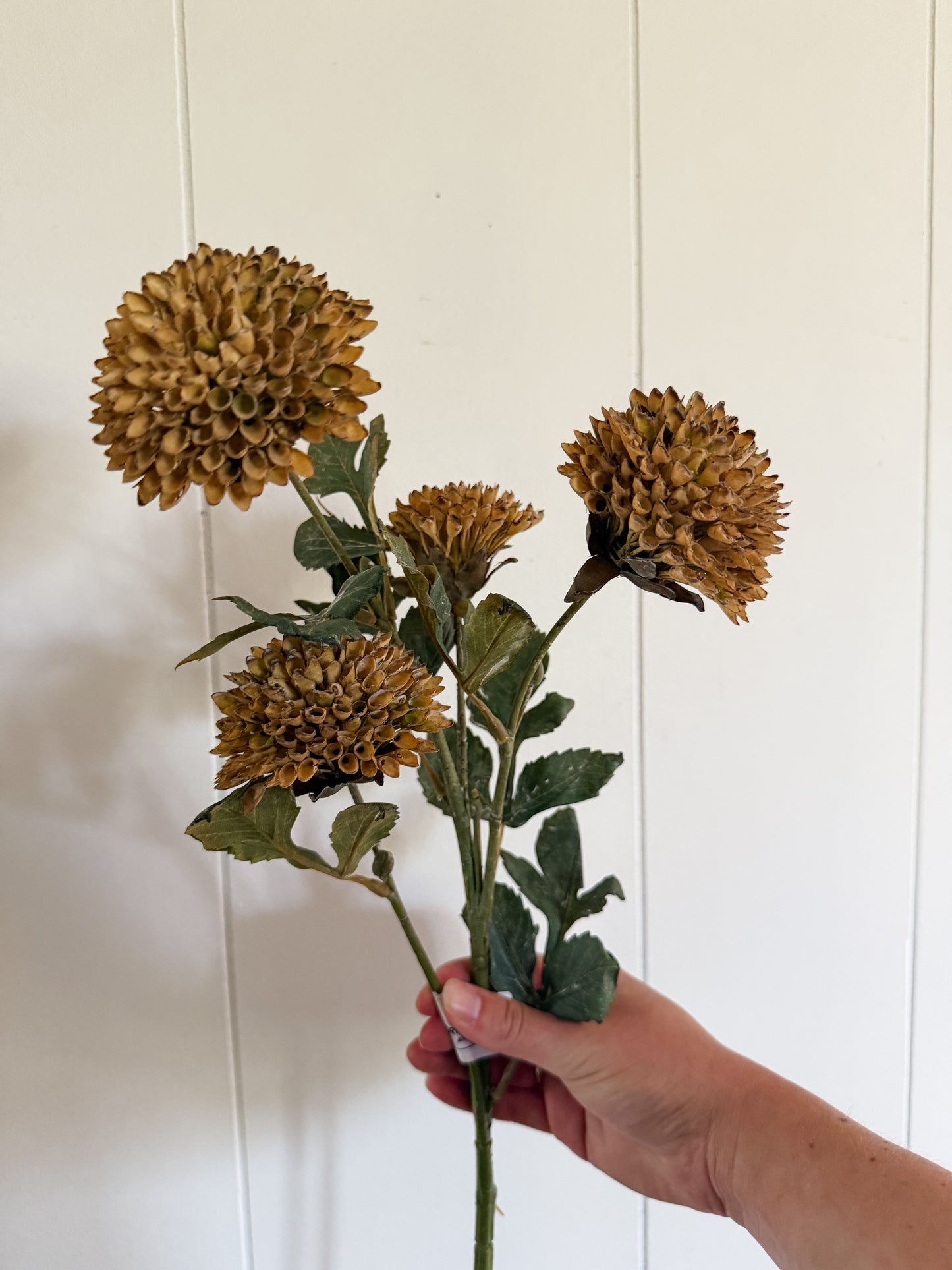 Brown Scabious Spray 26"