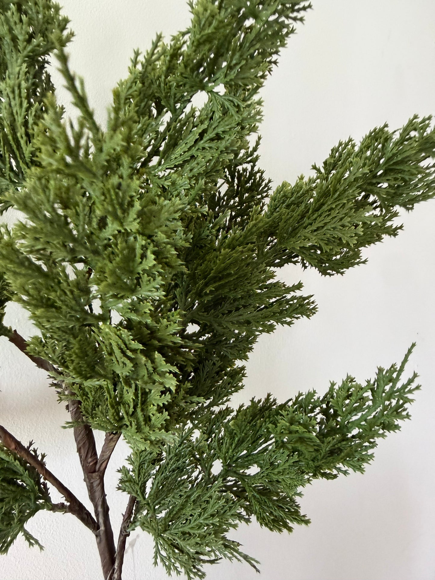 Green Cedar Spray