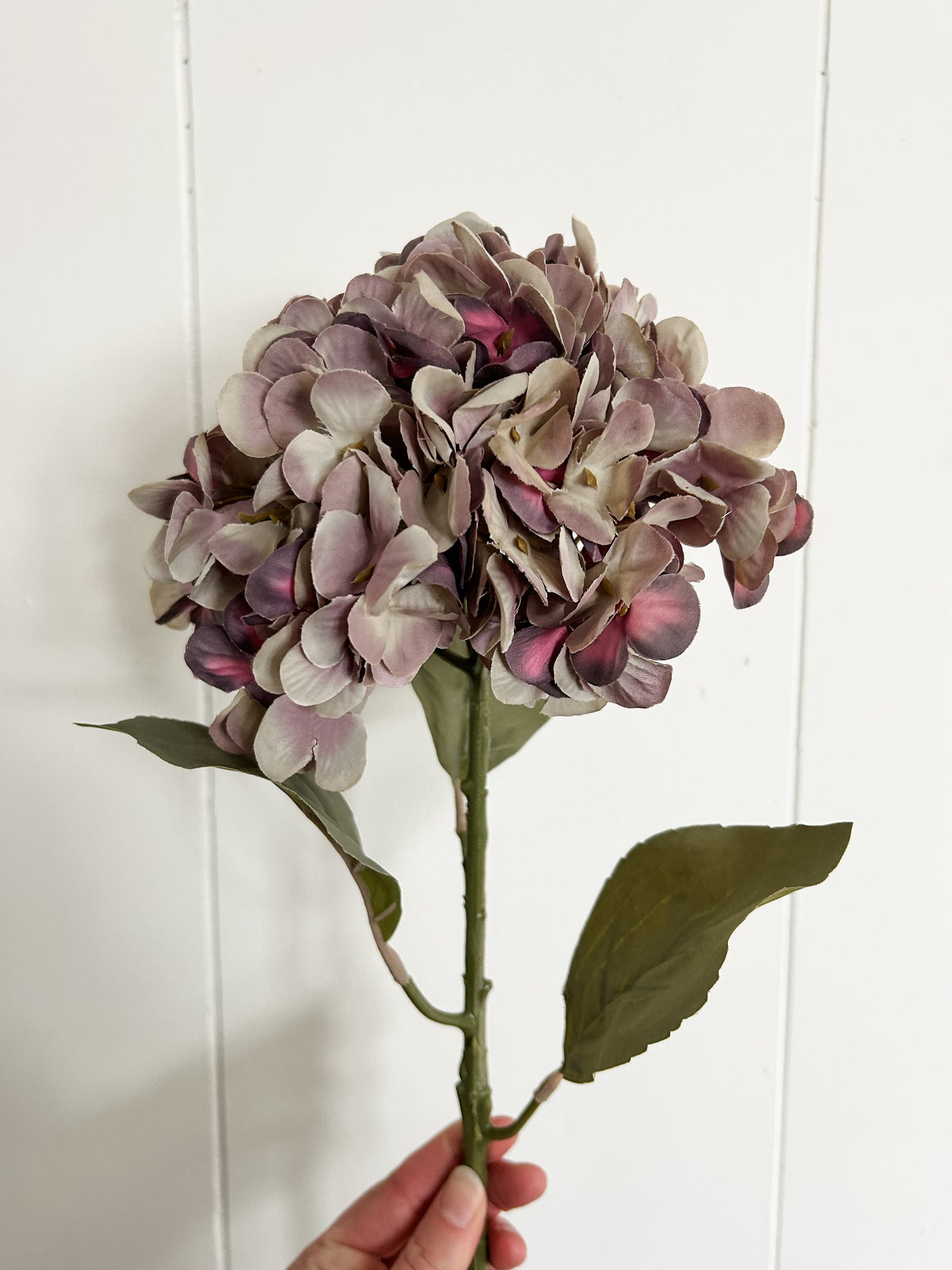 Purple Hydrangea Stem