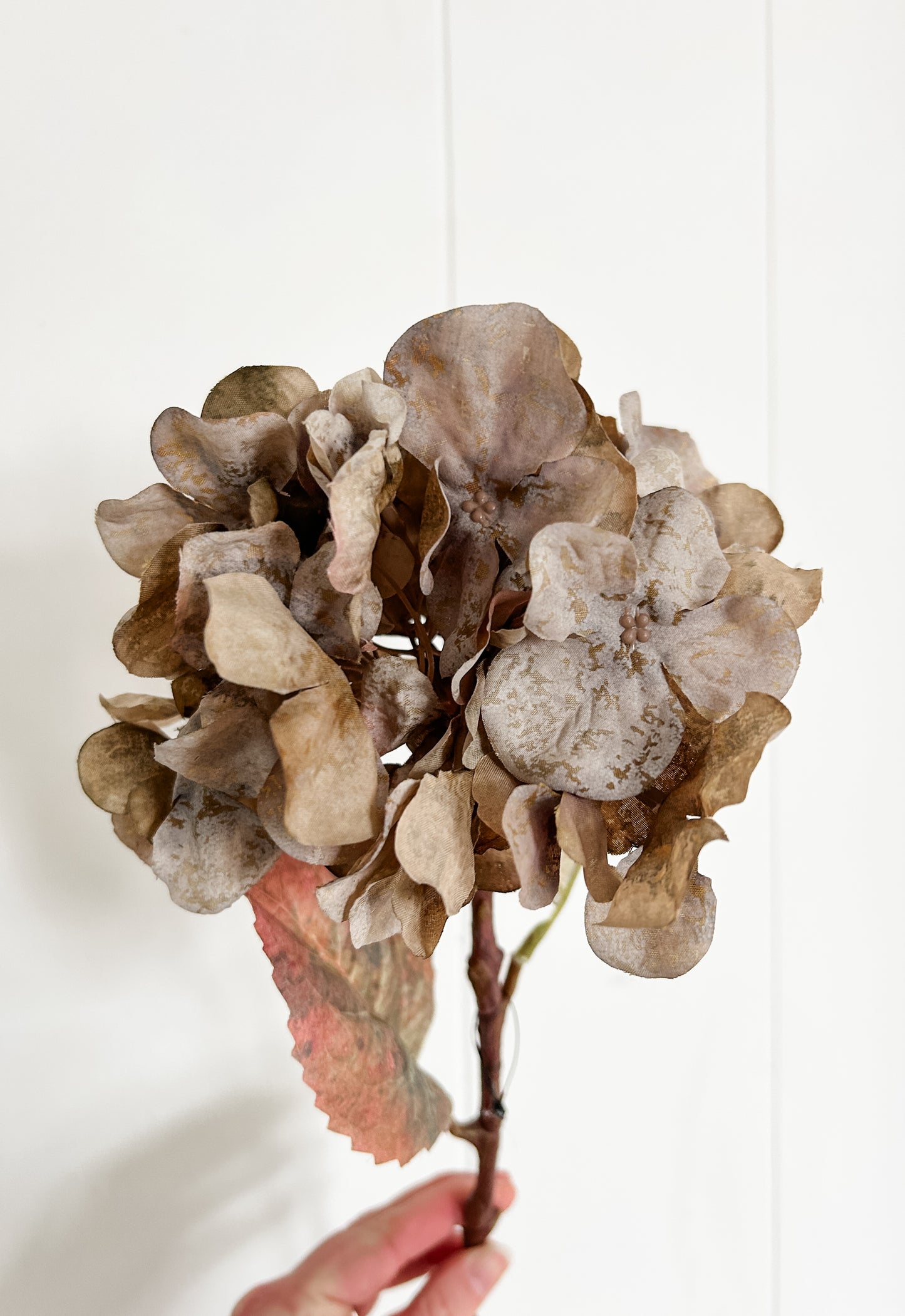 Faded Grey Hydrangea Stem