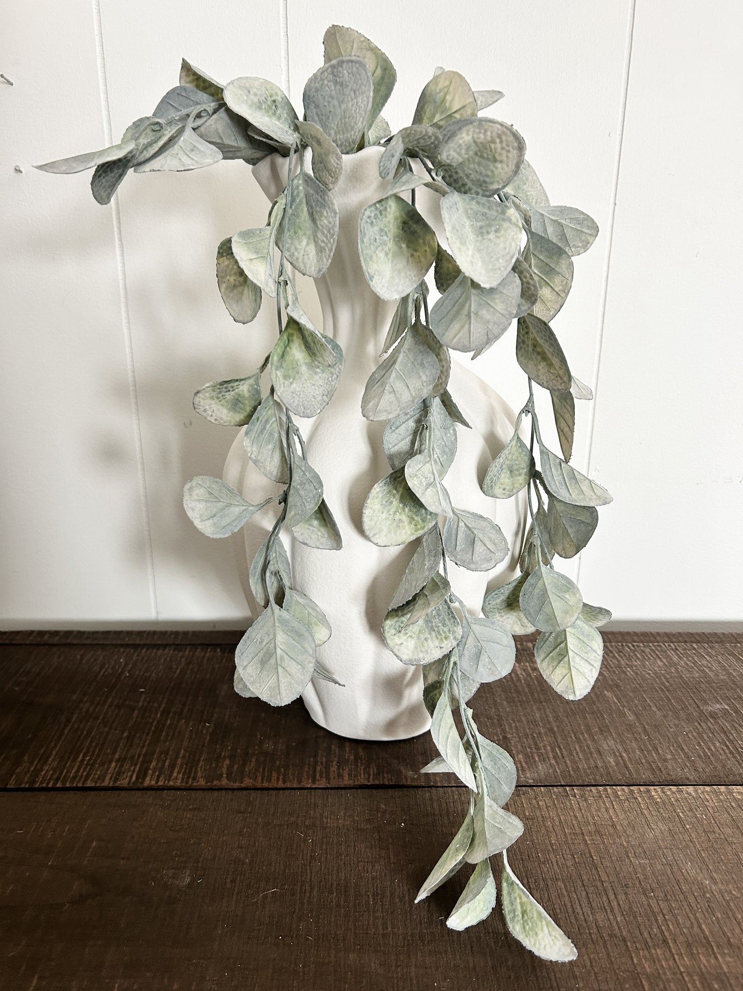 Trailing Eucalyptus Vine