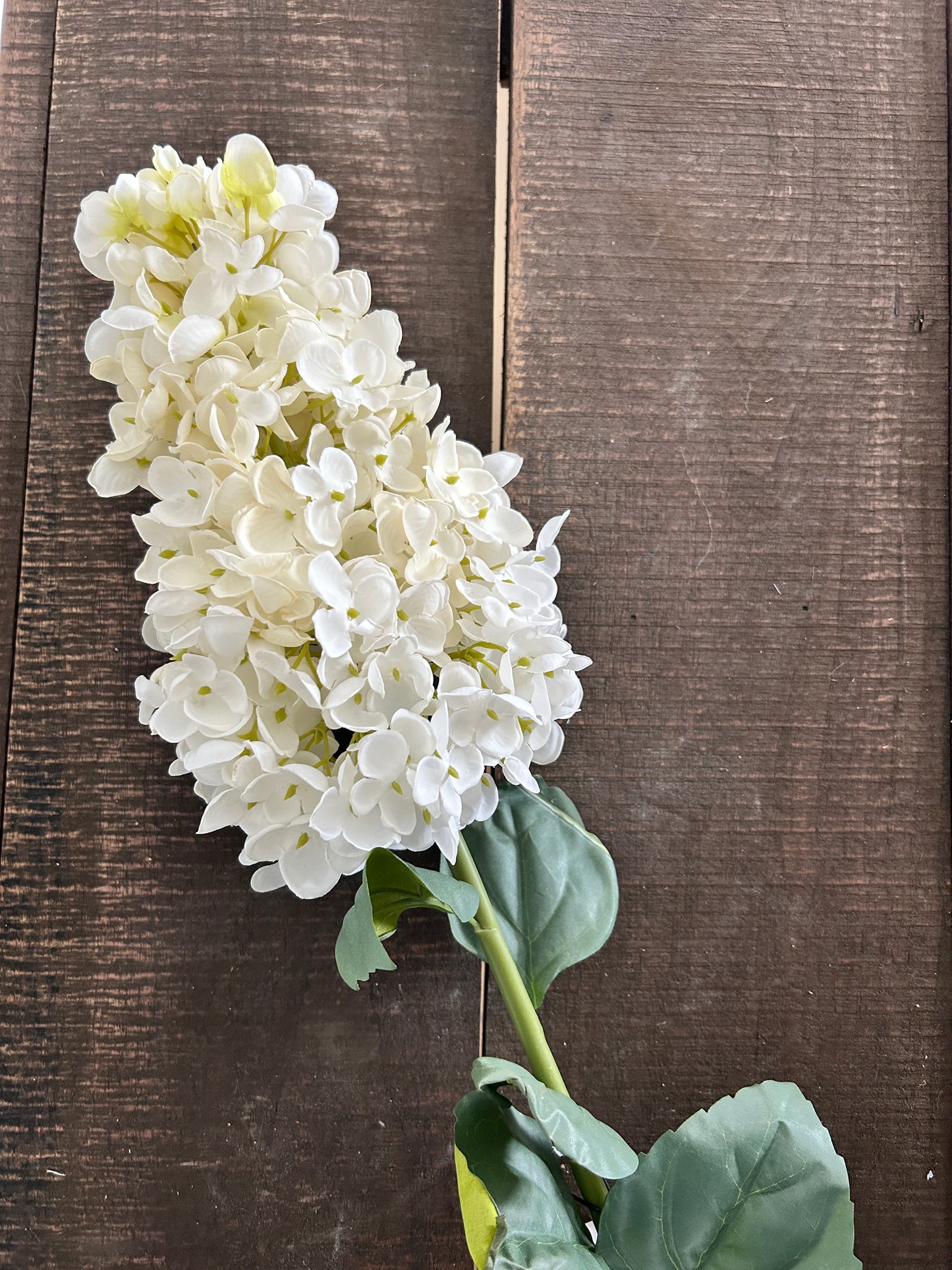 Cream Paniculata Hydrangea Stem