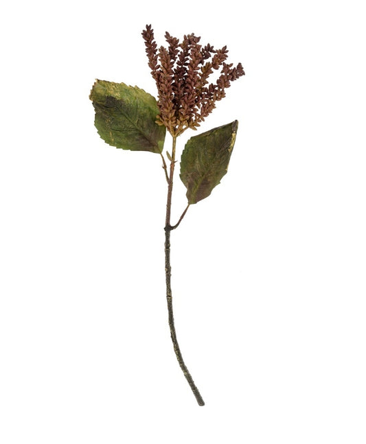 Burgundy Dripping Seed Stem