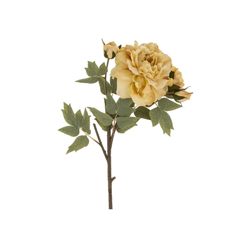 Butter Yellow Peony Stem